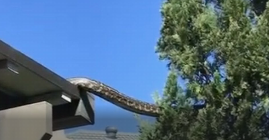 ogromna kača, avstralija