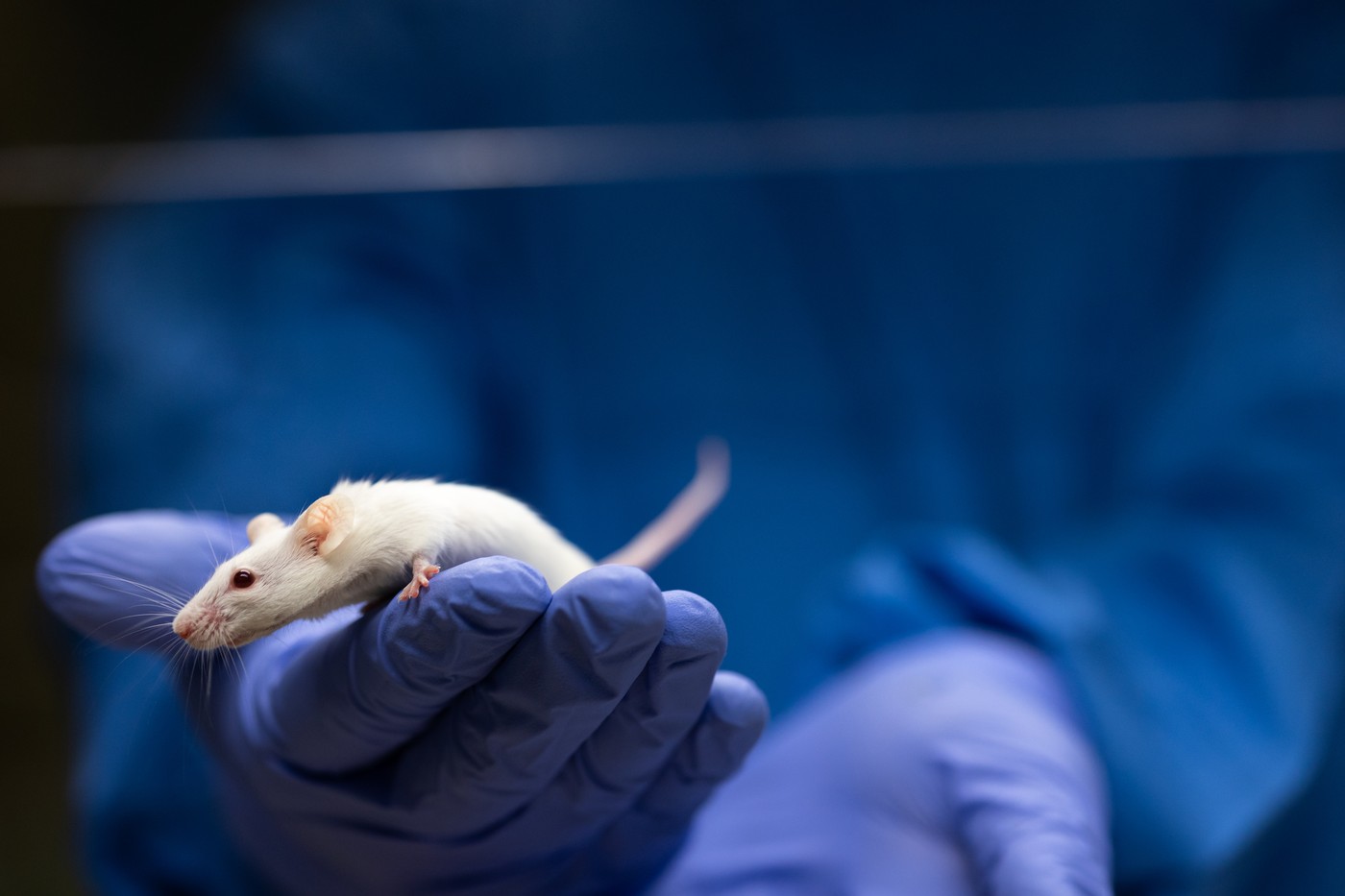 Scientist holding a lab mouse, evaluating her condition prior to running some tests and inoculation the animal with a virus