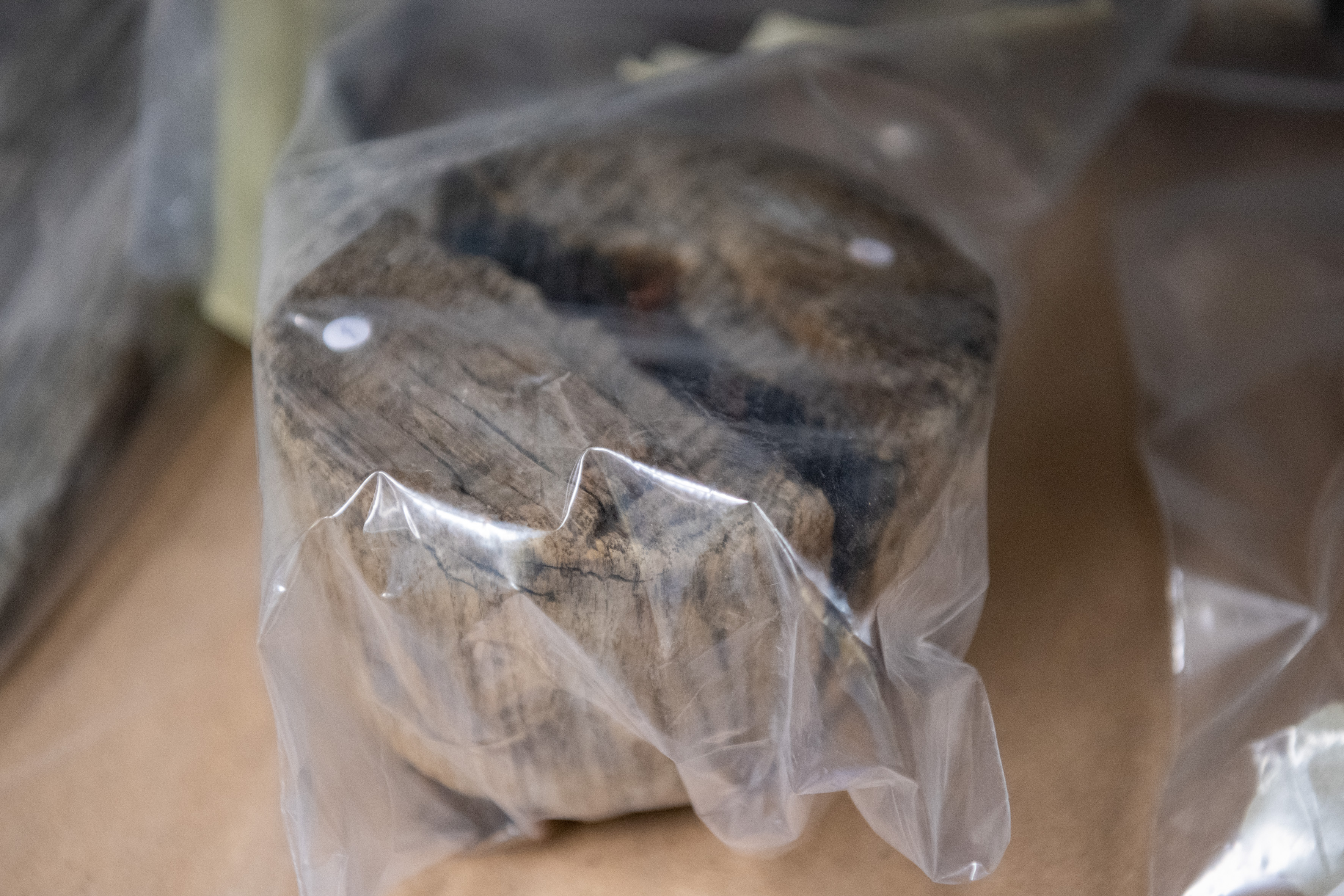 Foto: Egon Parteli/N1