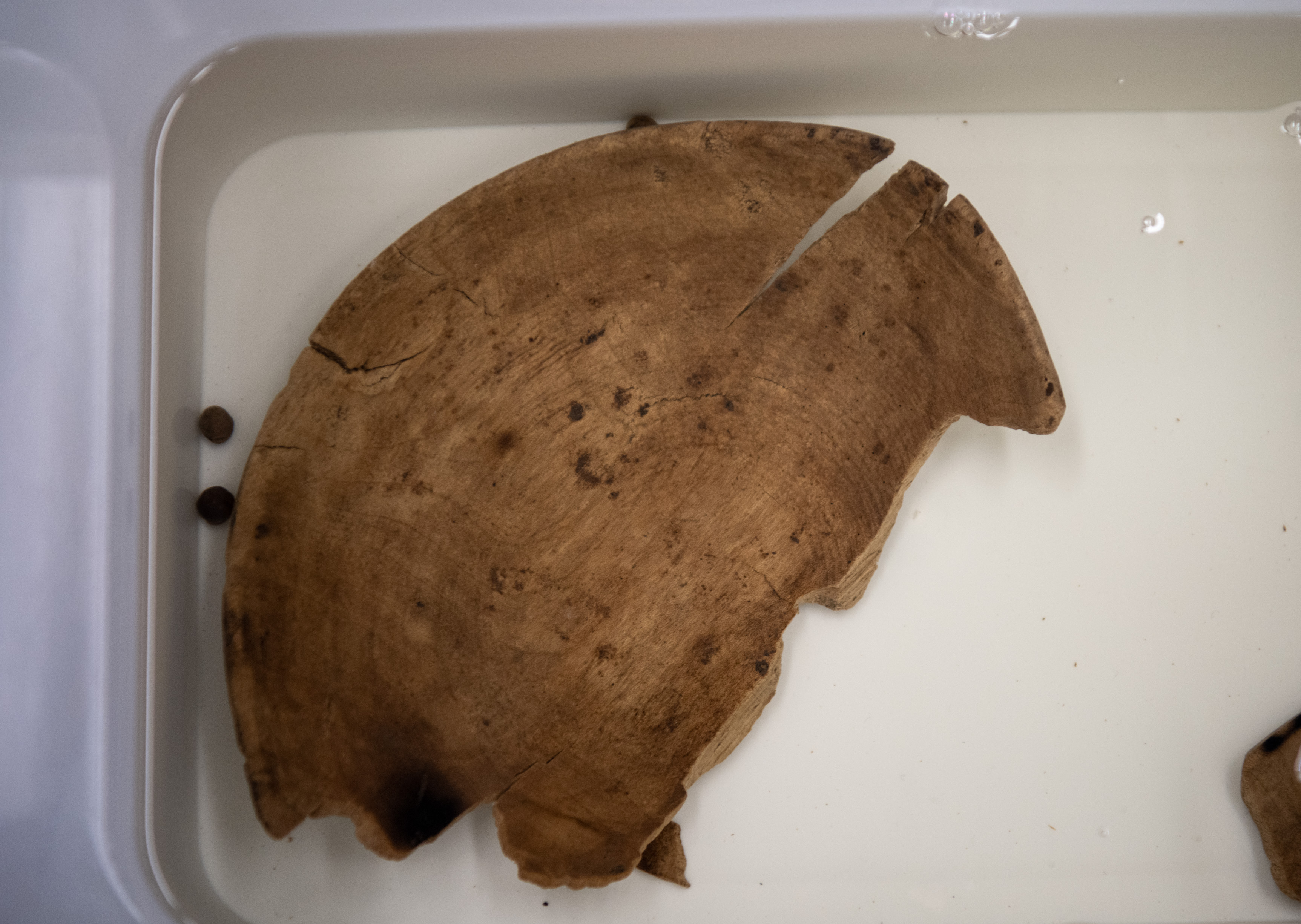 Srednjeveška skleda s koščicami češenj (Foto: Egon Parteli/N1)