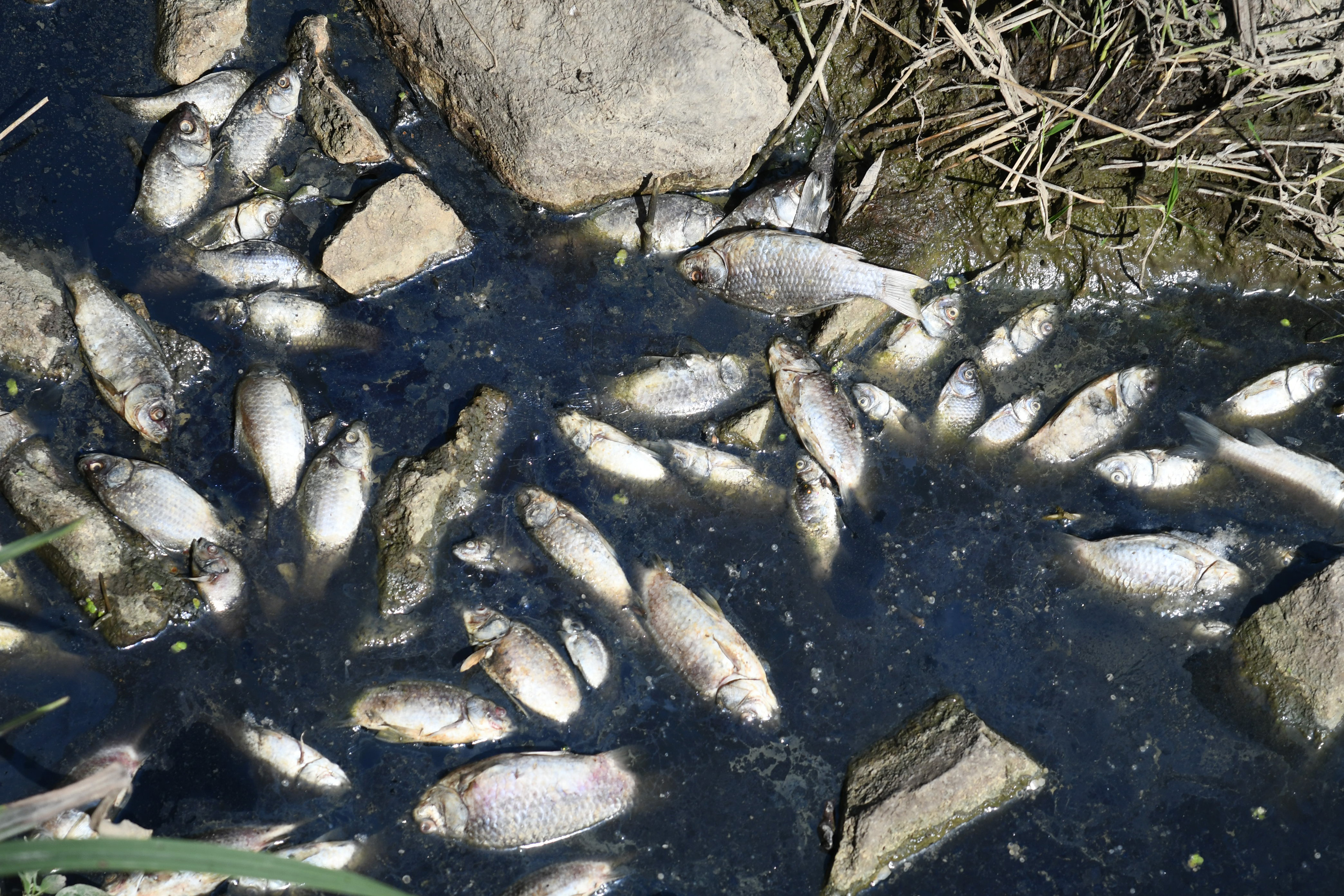 Jezero Lisičine, poginule ribe