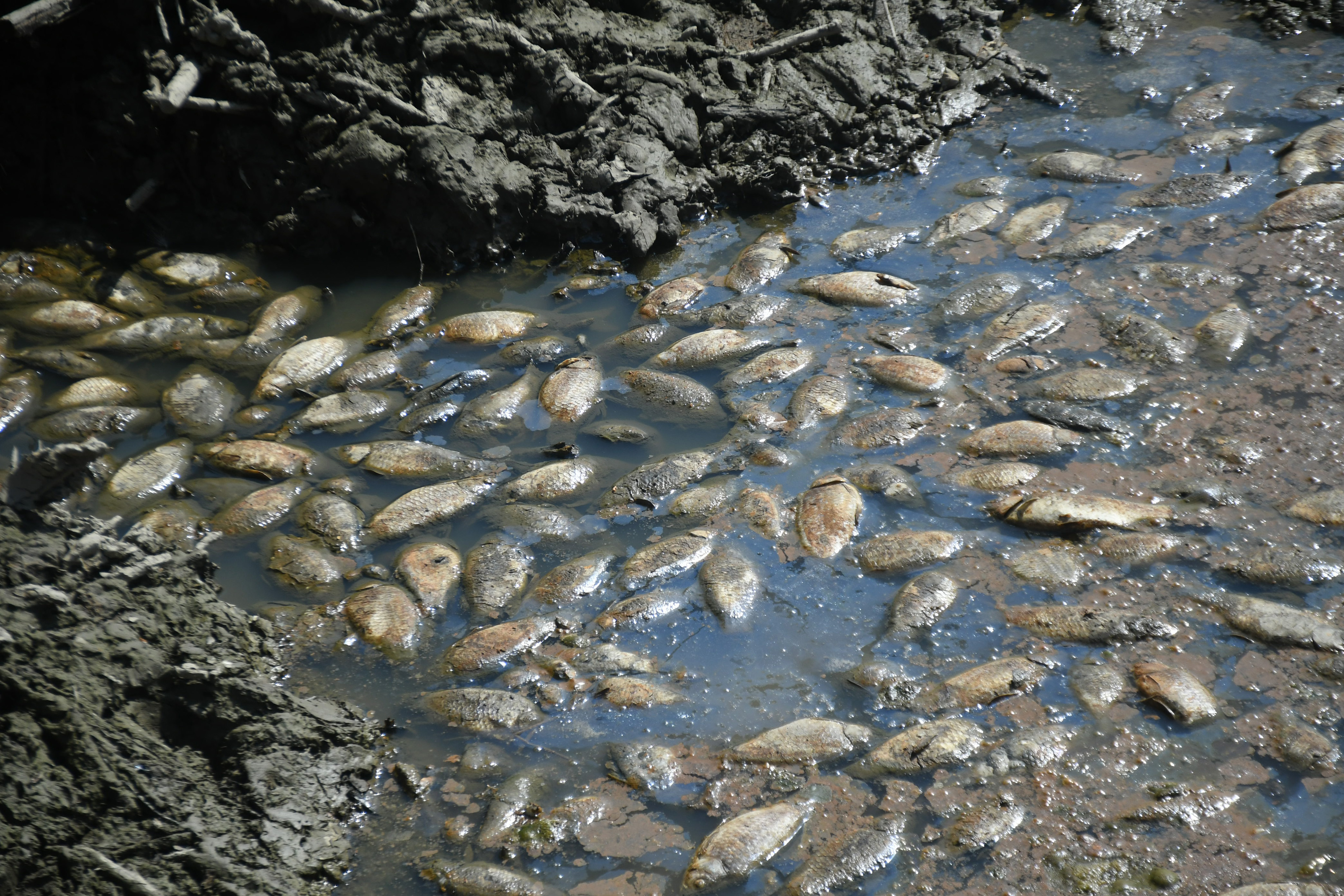Jezero Lisičine, poginule ribe