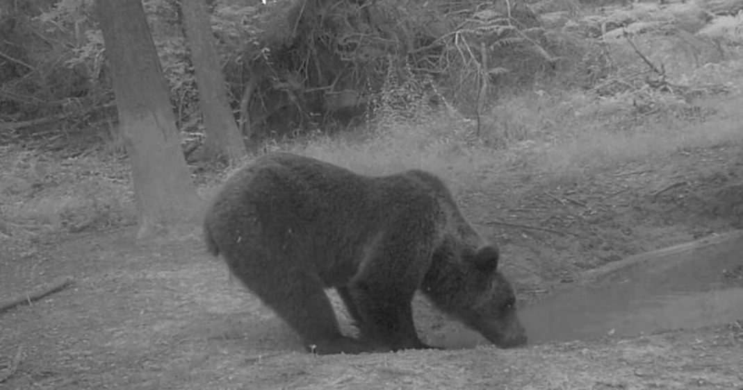 medved, luža, ohladitev