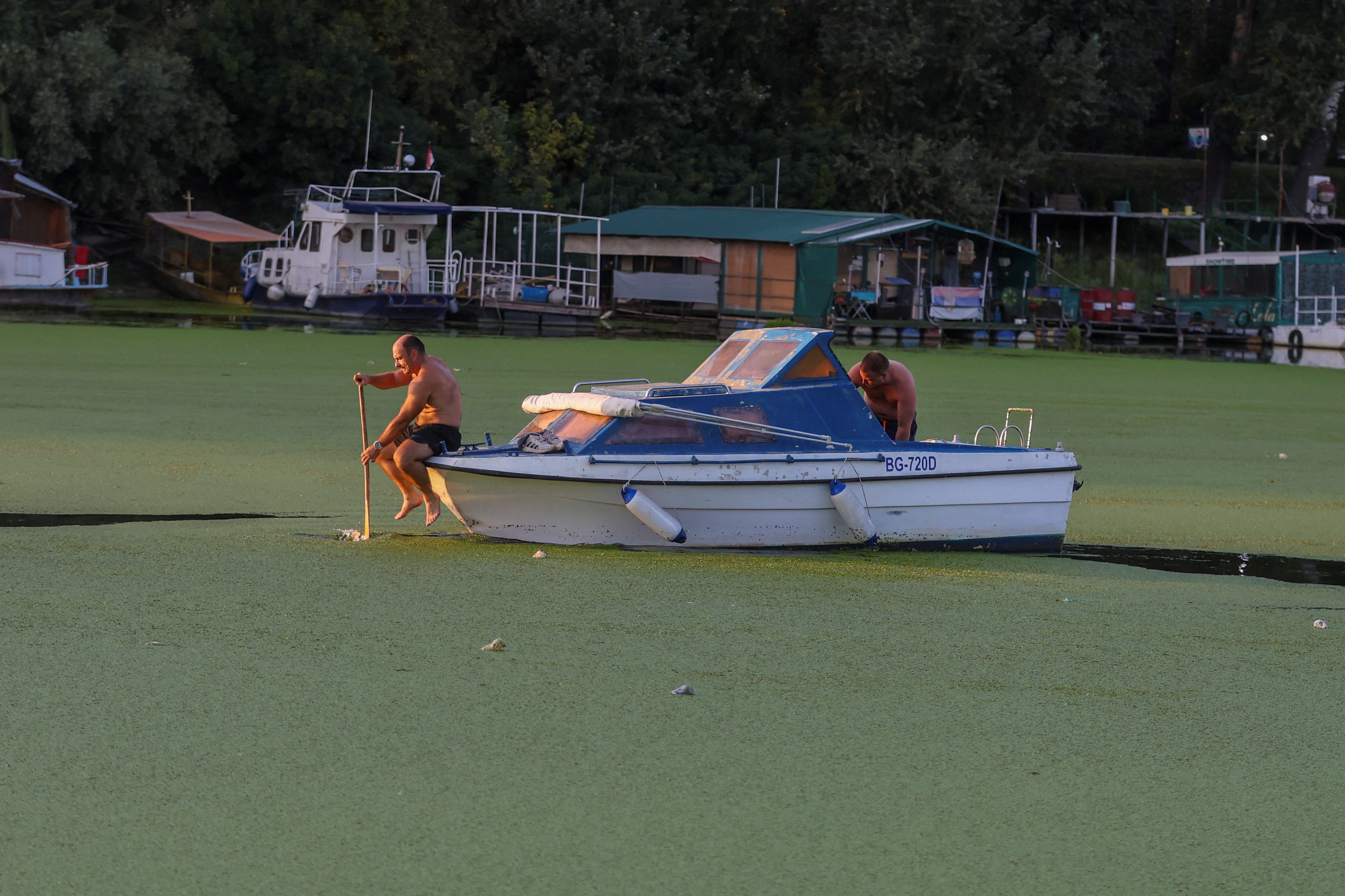 zelena reka sava, vročinski val, onesnaženje, alge