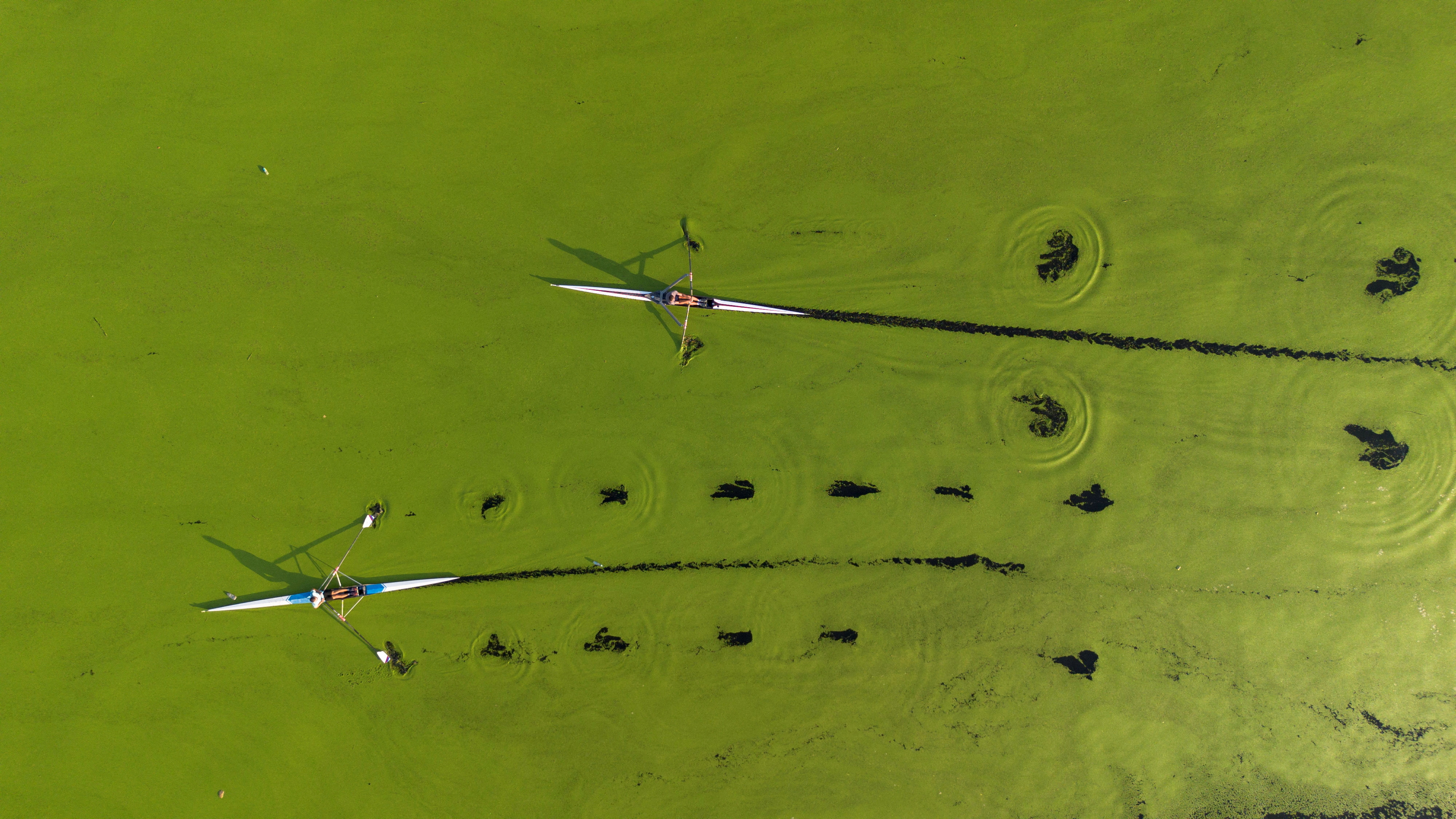 zelena reka sava, vročinski val, onesnaženje, alge