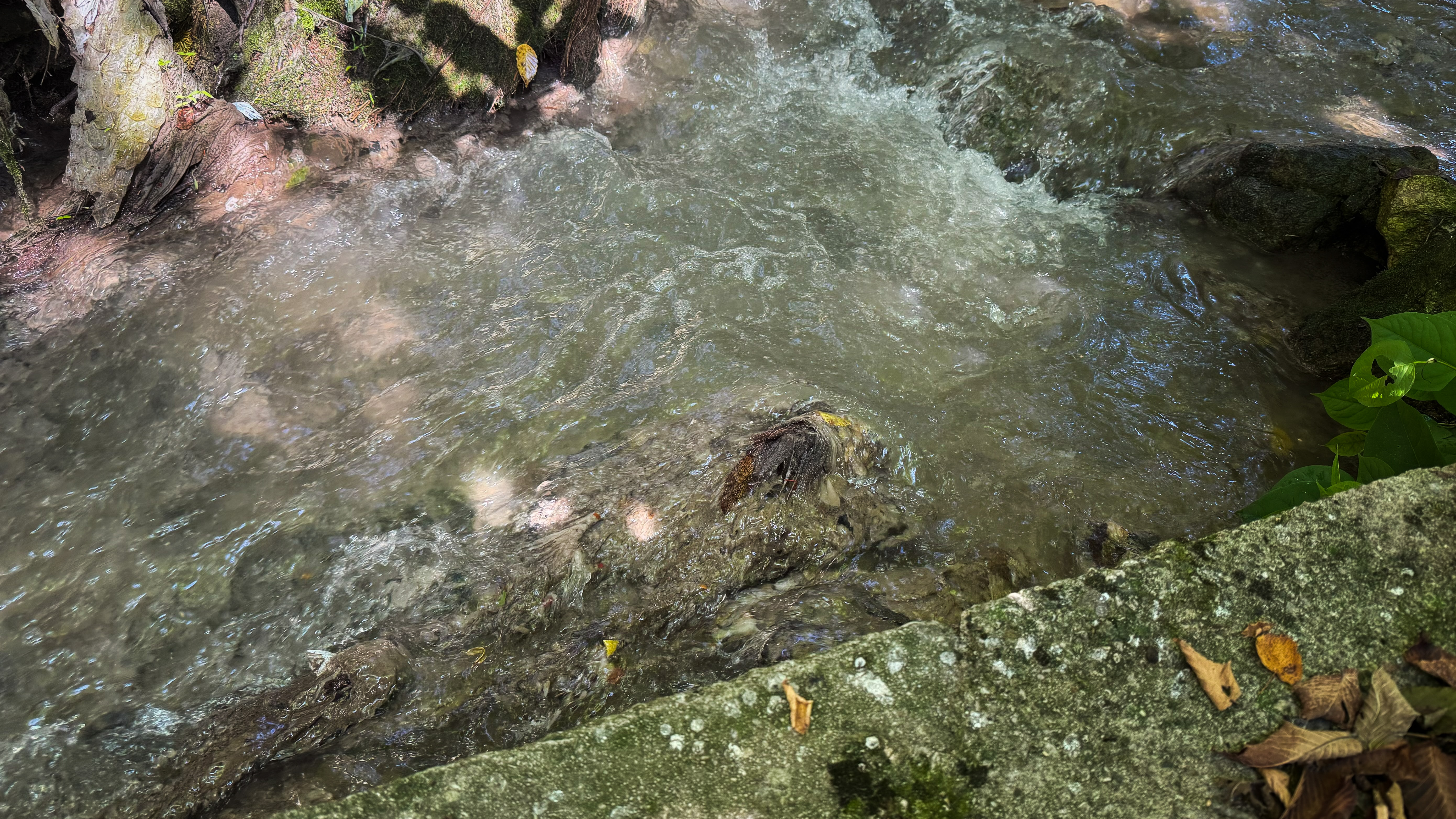 S fekalijami onesnažen potok Jezernica na Bledu. (Foto: Jan Gregorc/N1)