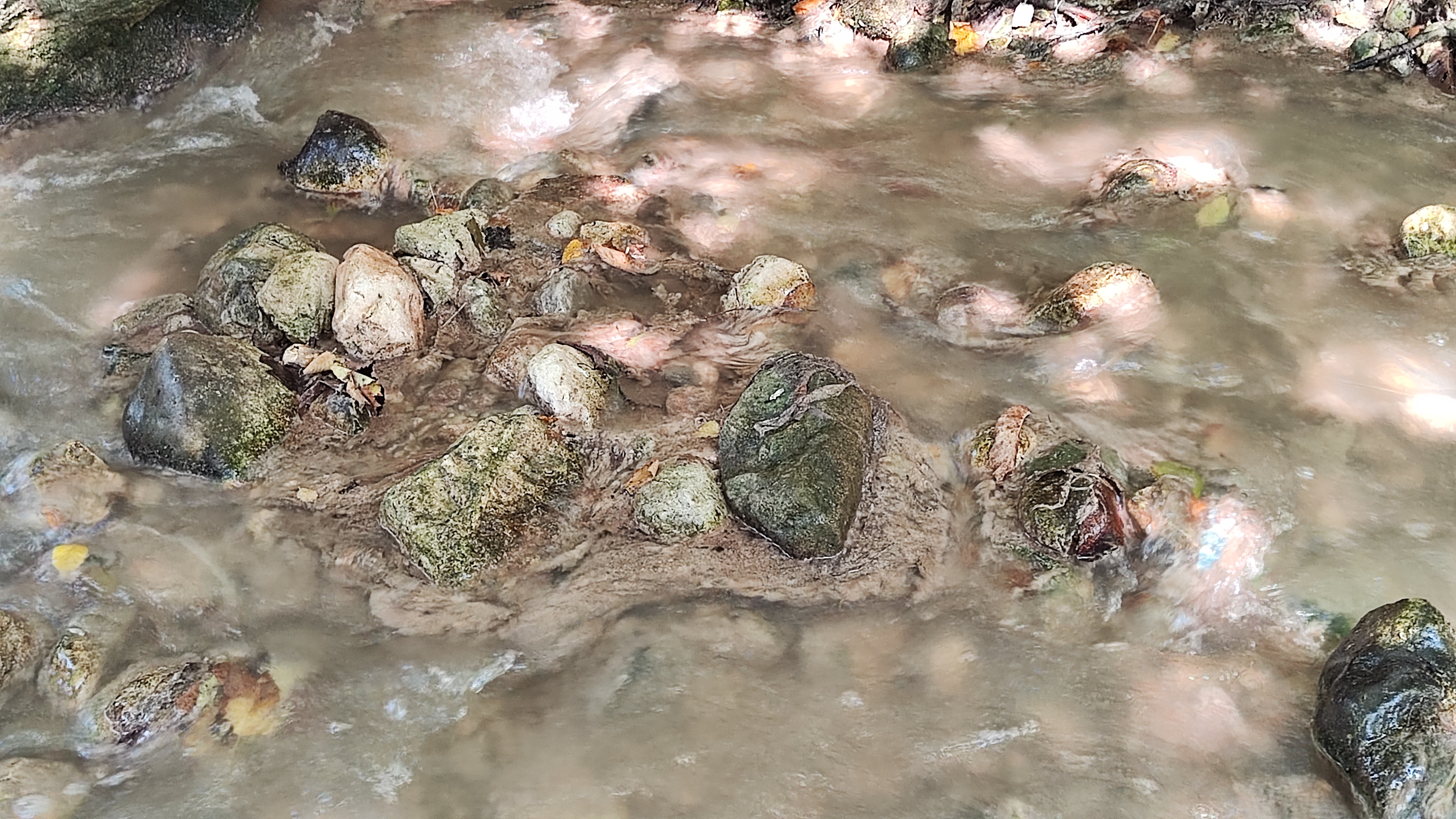 jezernica, fekalije, bled, onesnaženje