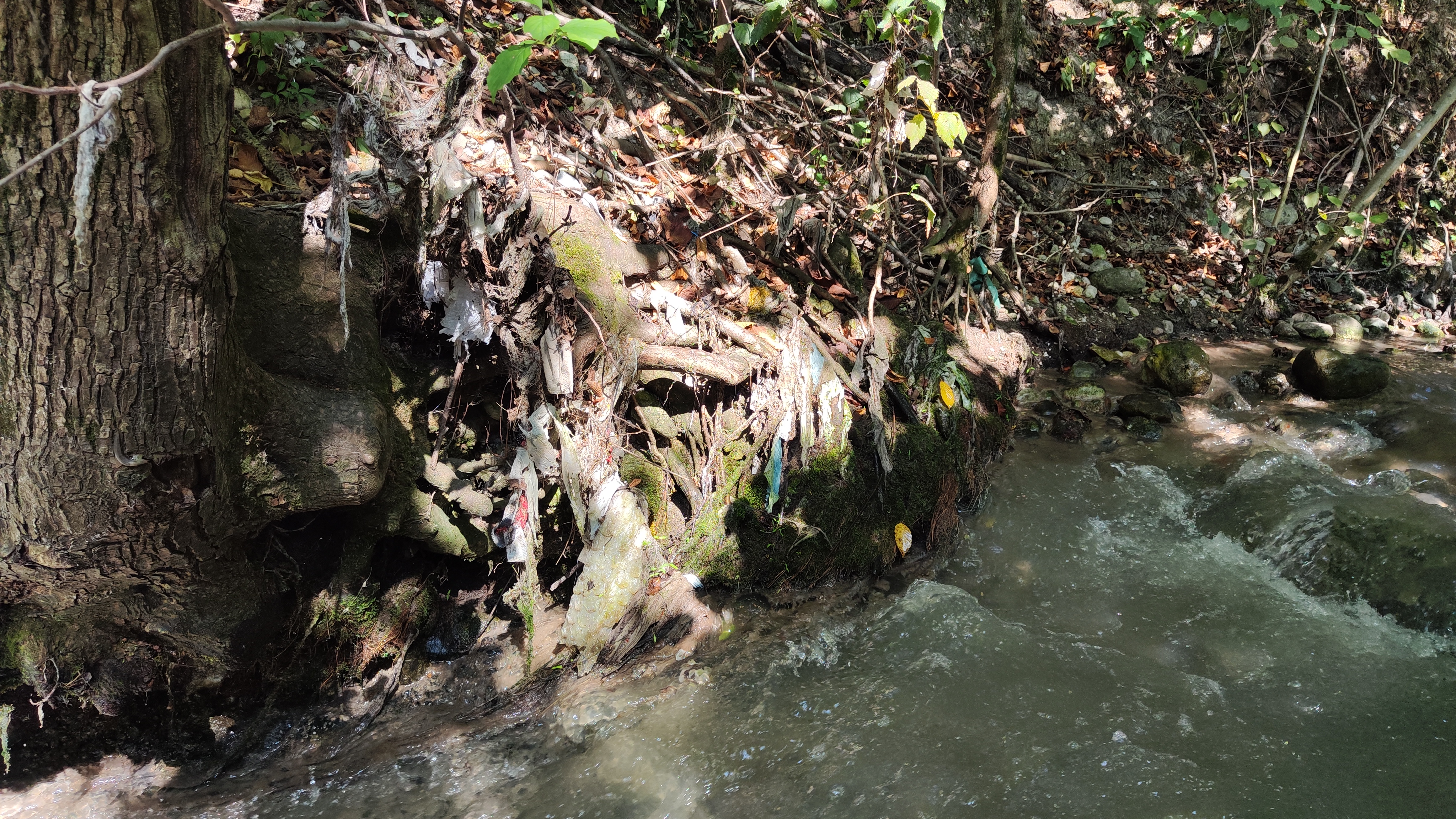jezernica, fekalije, bled, onesnaženje