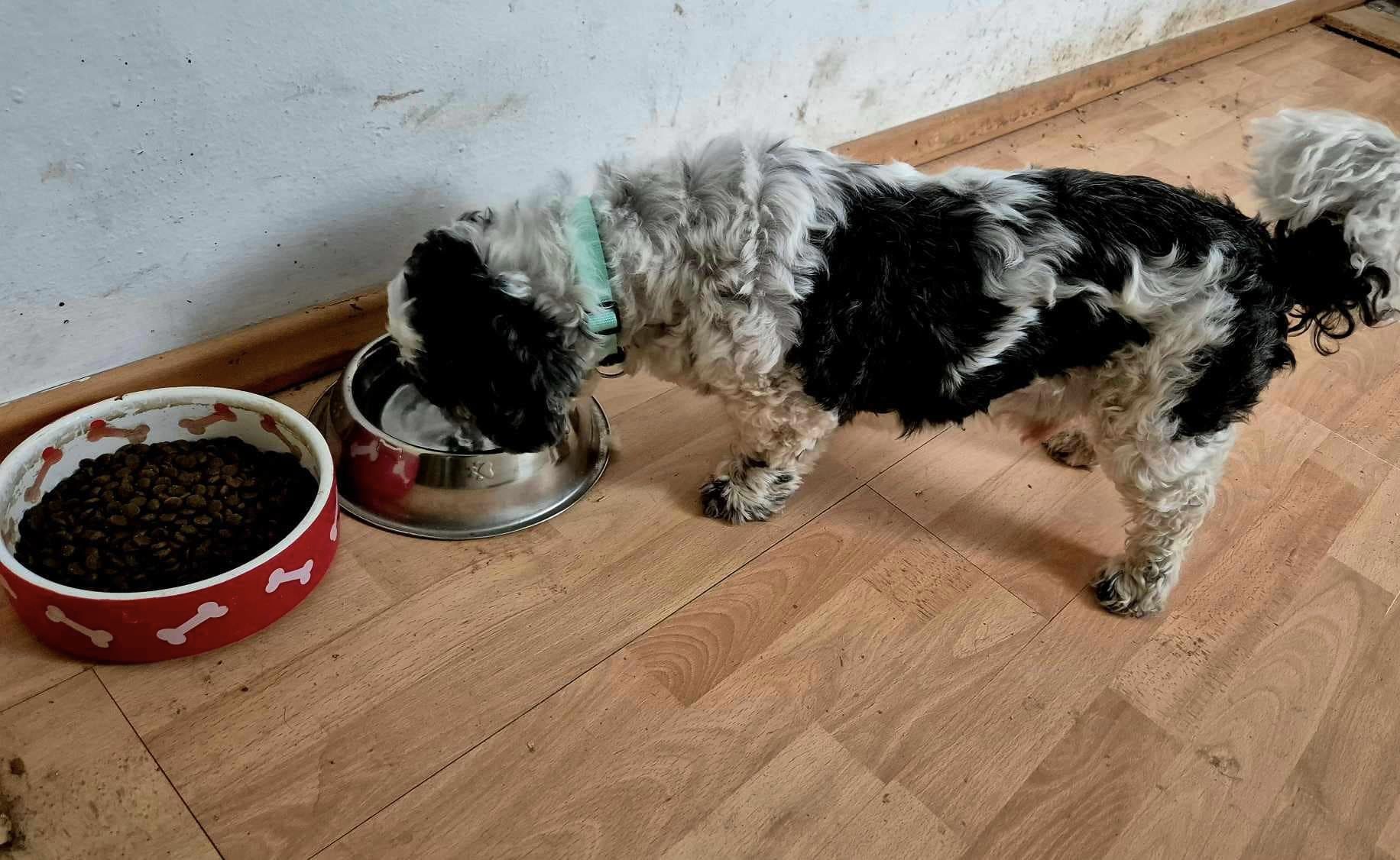 kuža, zanemarjen kuža, zloraba psa