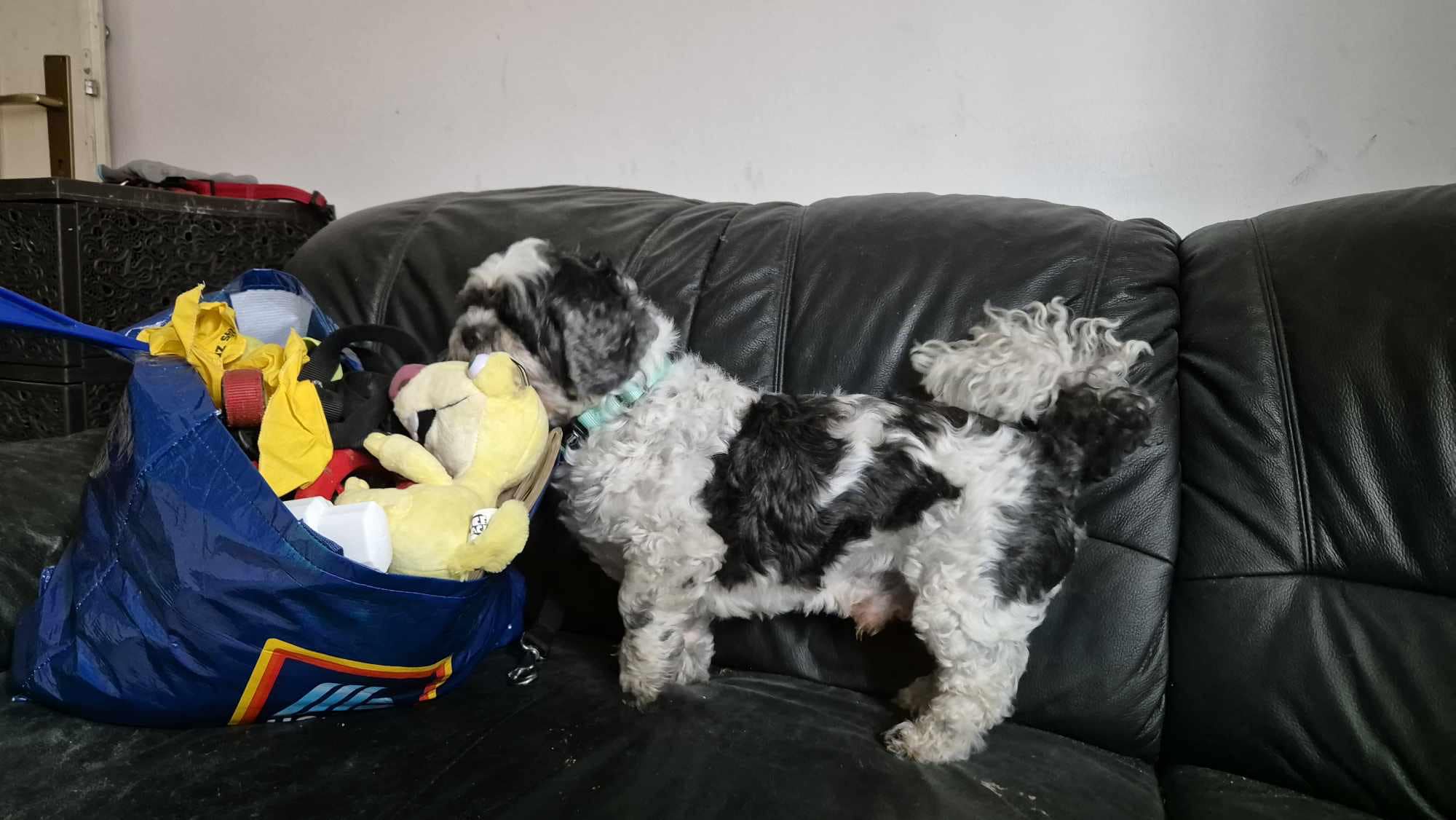 kuža, zanemarjen kuža, zloraba psa