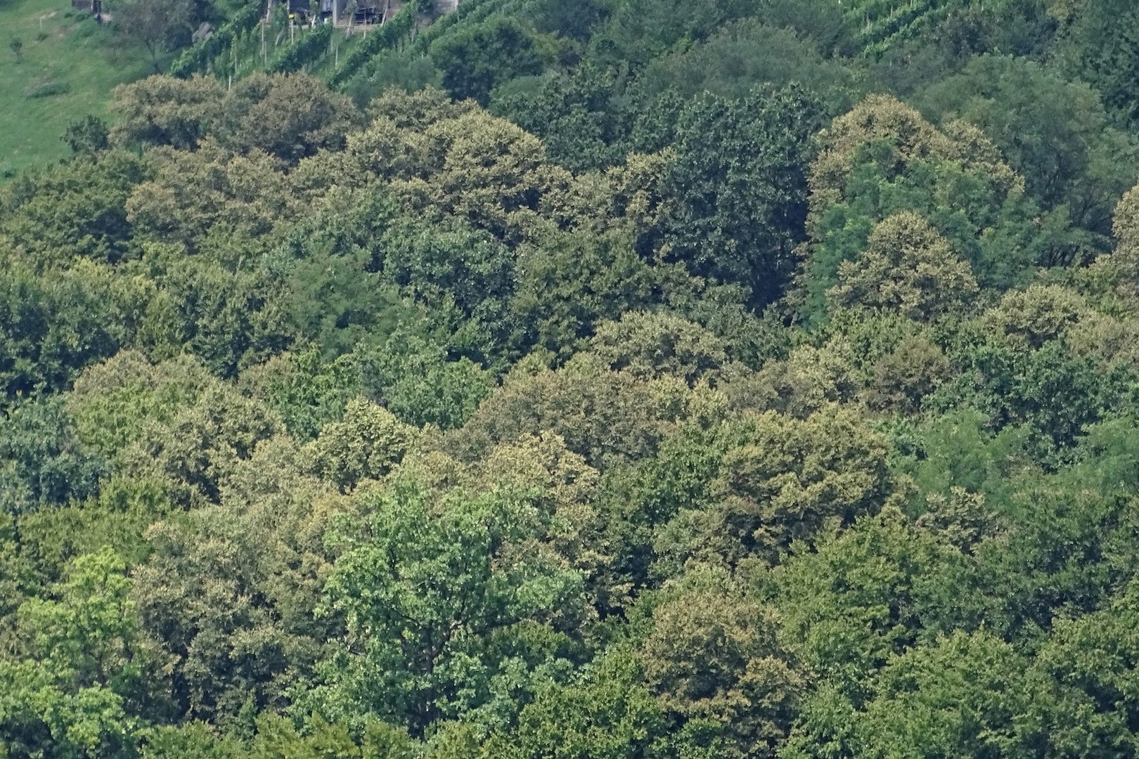 hrast, hrasti, gozd, rumenenje, hrastova čipkarka