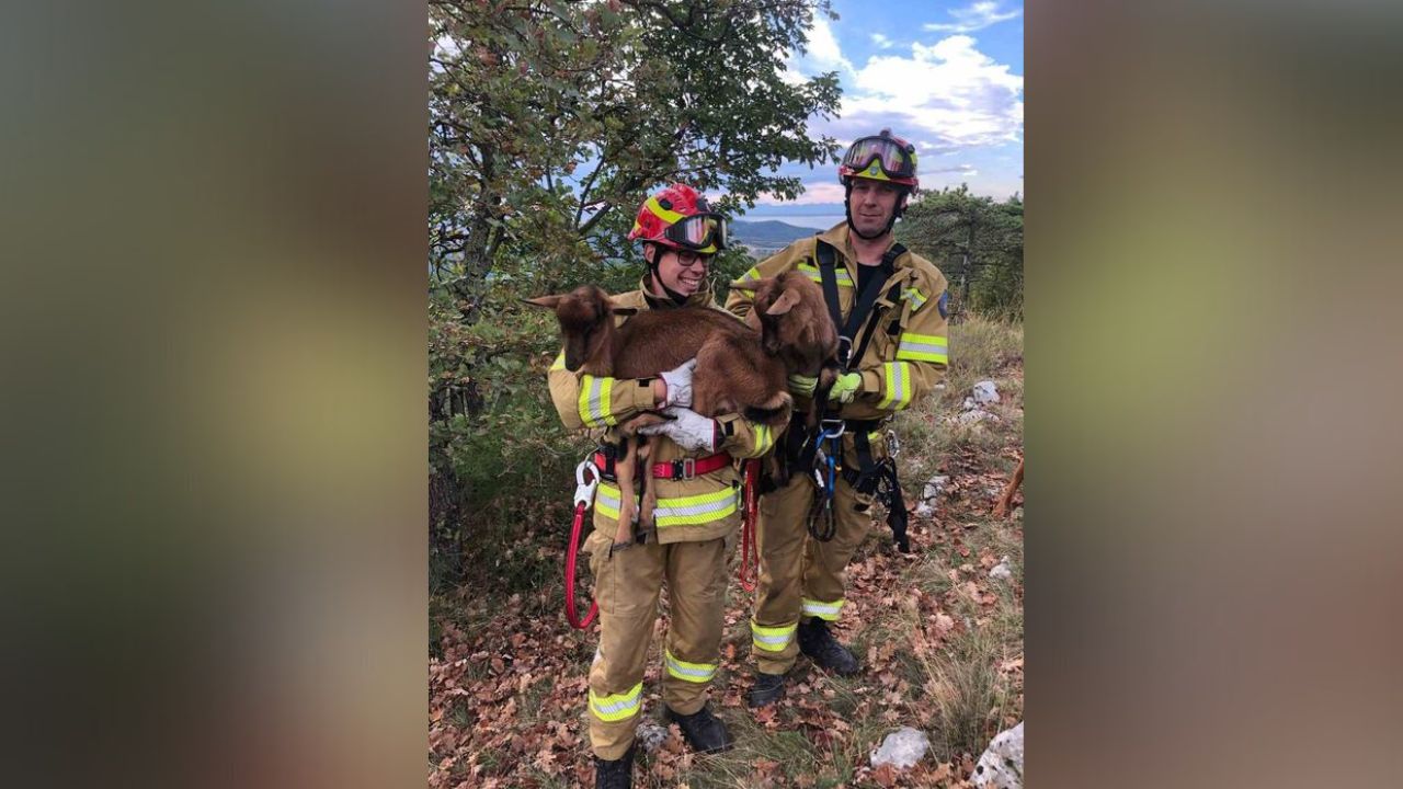 Gasilci rešili kozi