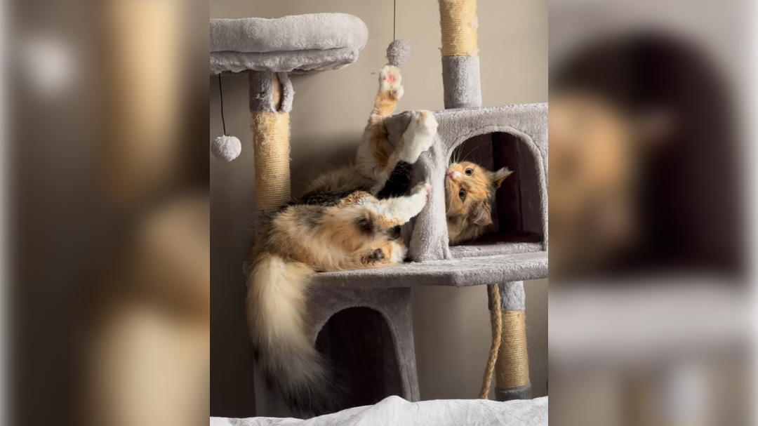 high-res-image - 2024-09-16T160637.078