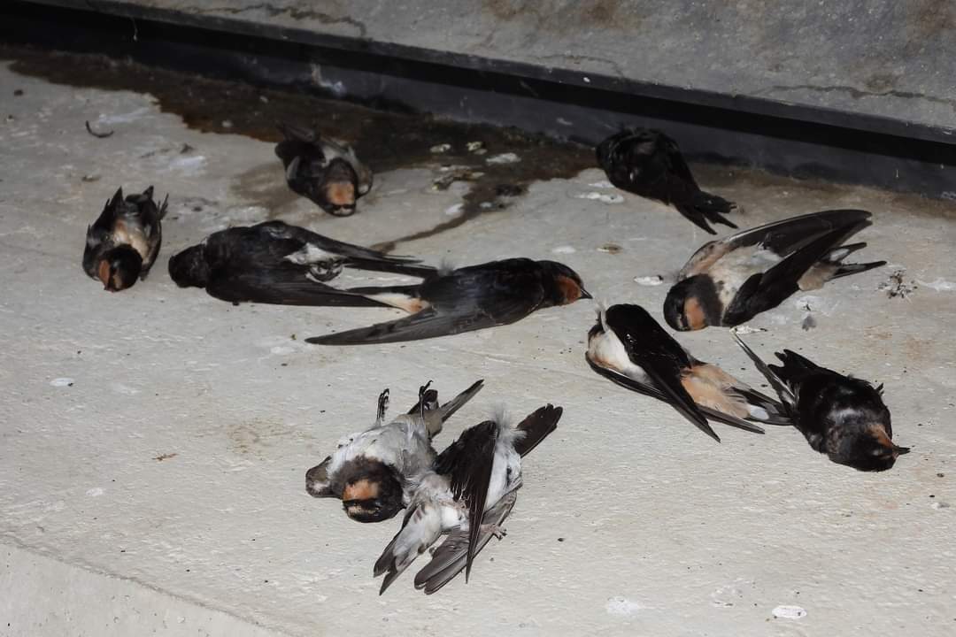 lastovke, ciklon boris