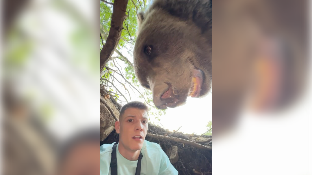 Stefan Janković, medved