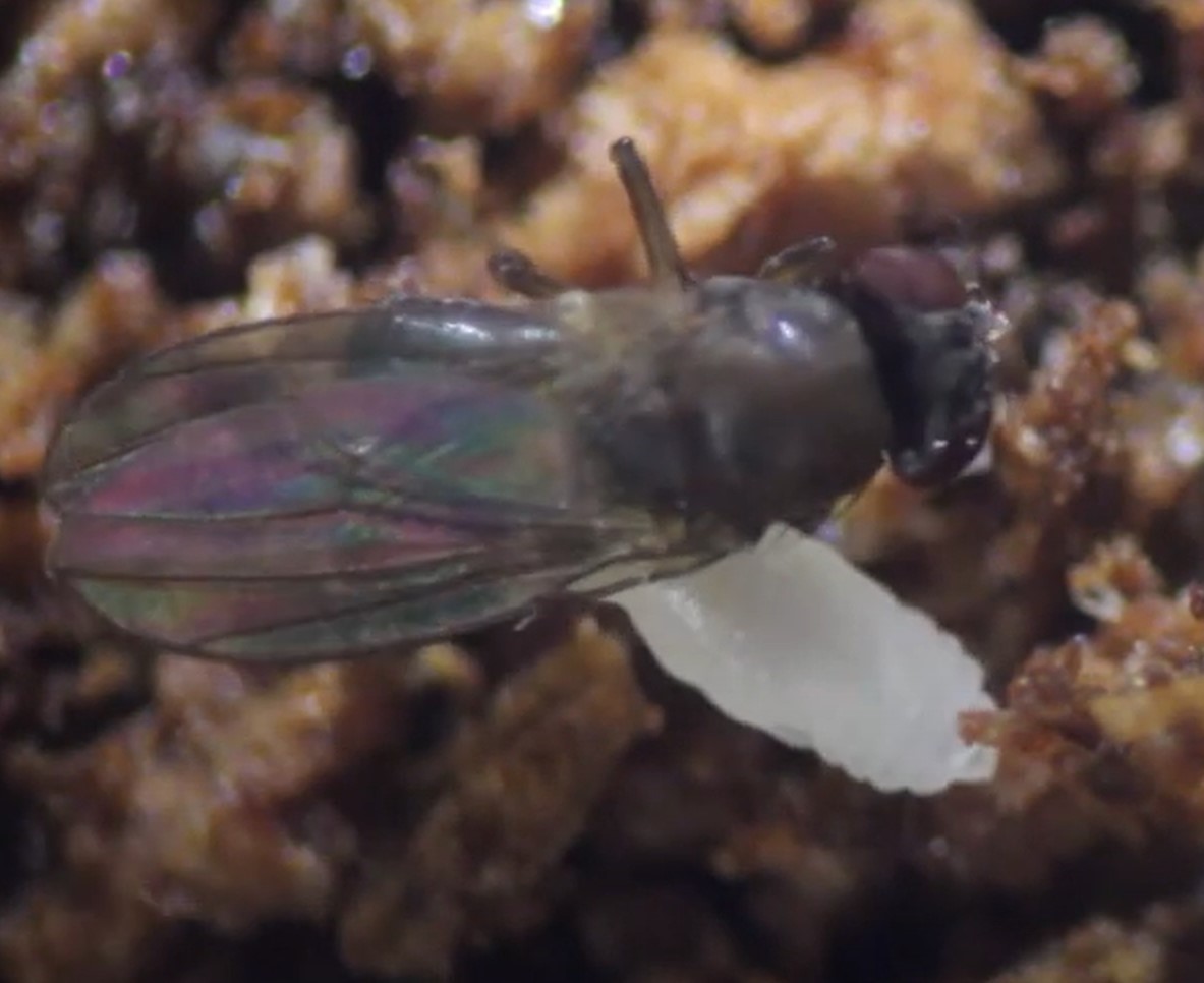 Syntretus perlmani, osa, parazitska, drozofila, vinska mušica