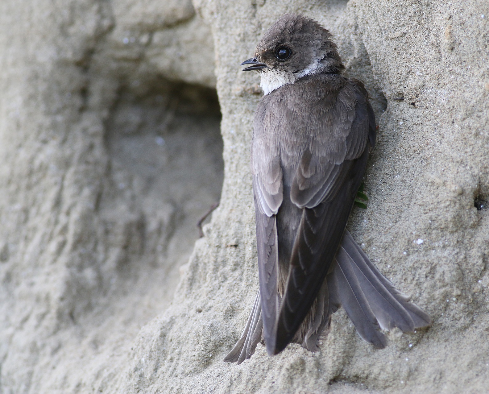 breguljka_ foto-Alen Ploj