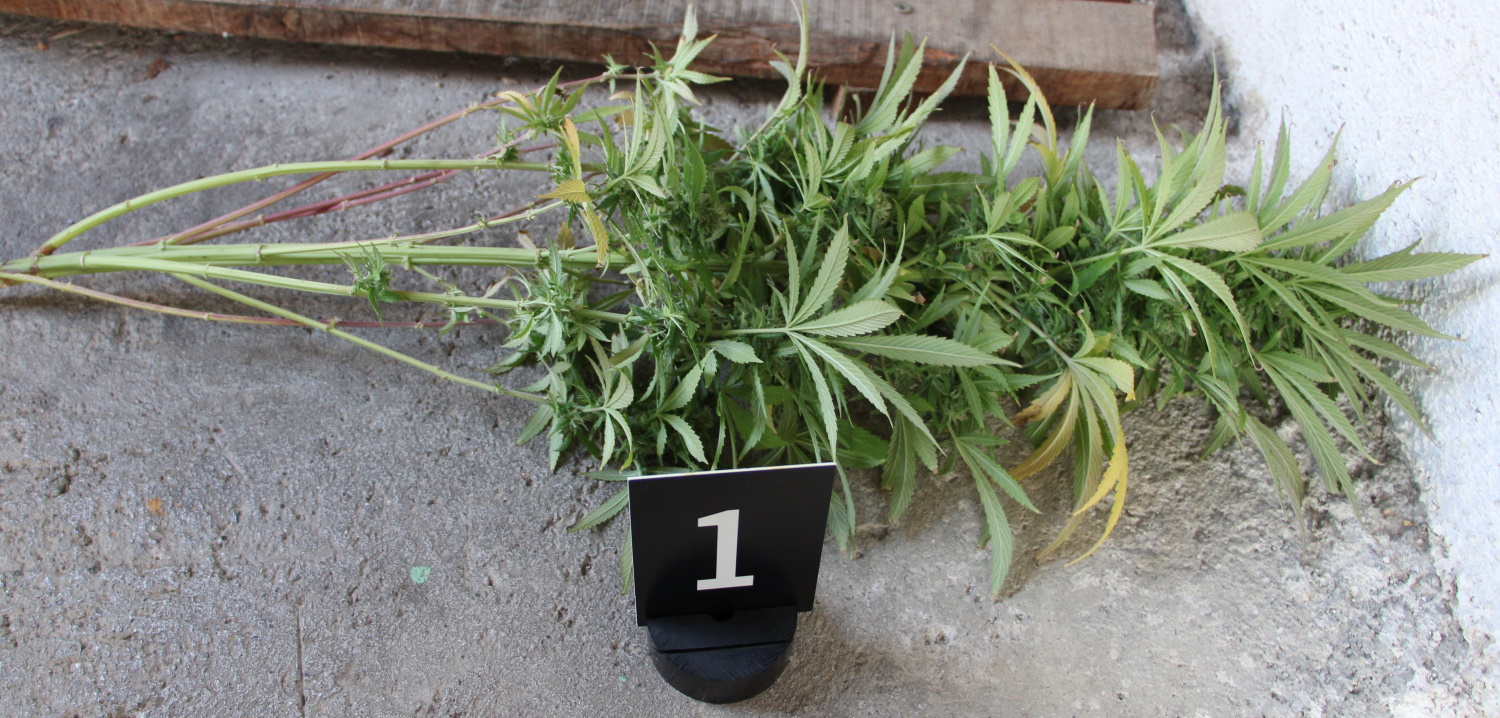 konoplja, pu nova gorica