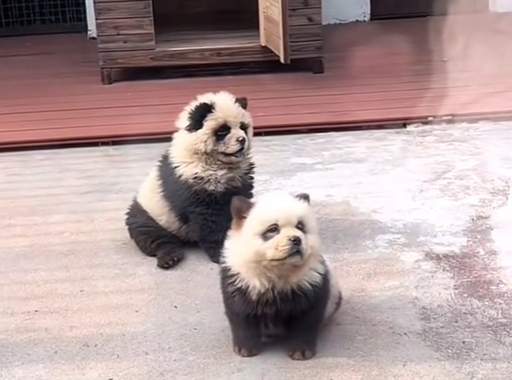 panda, pes, živalski vrt