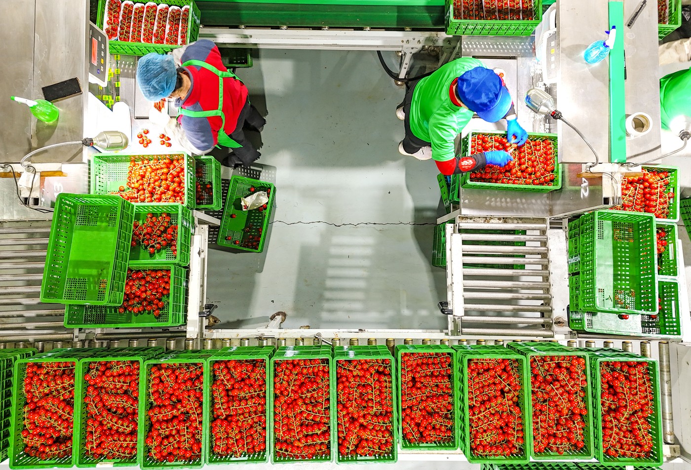 Zelenjava, pakiranje, kmetija, industrija