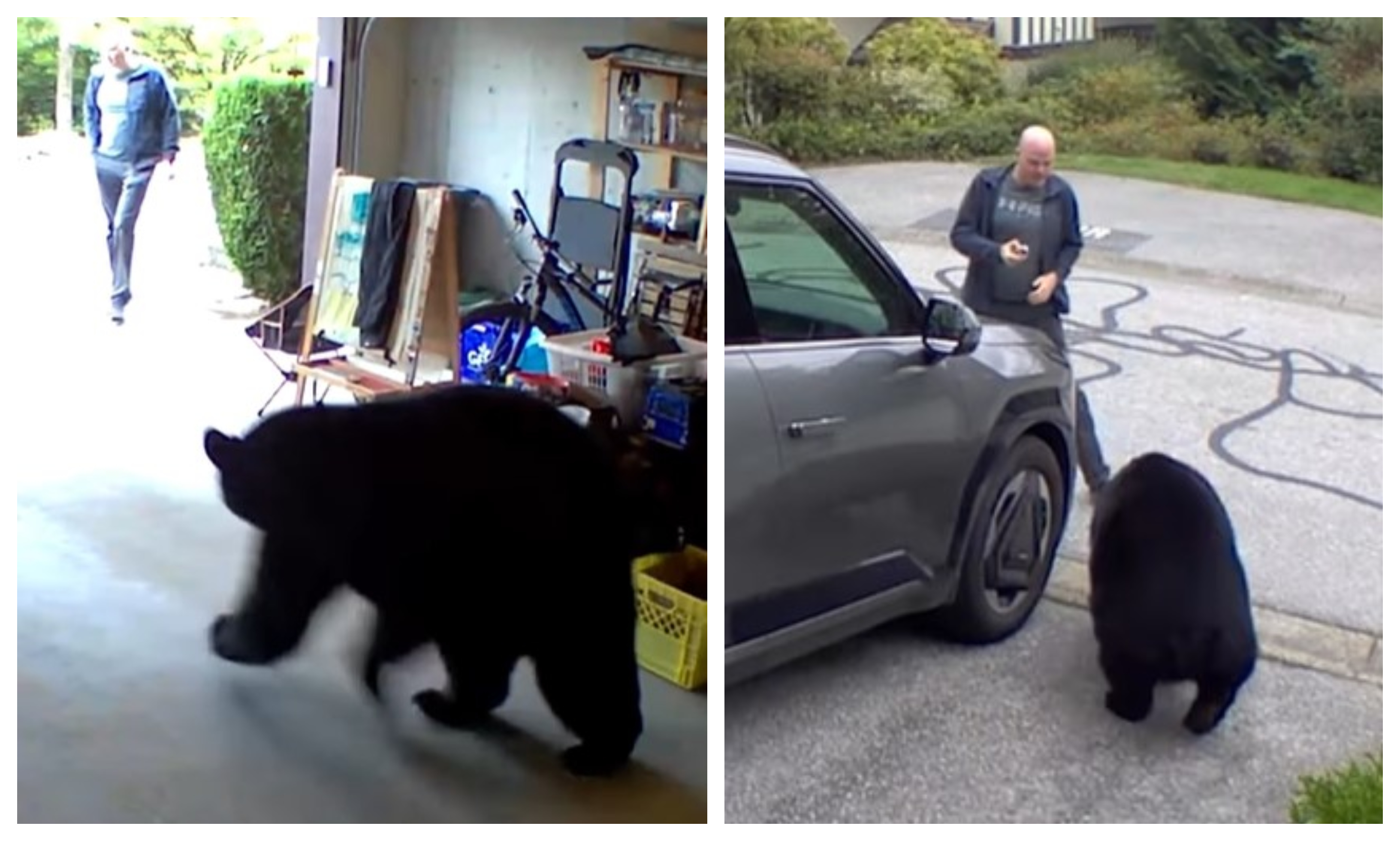 medved, garaža, viralno,