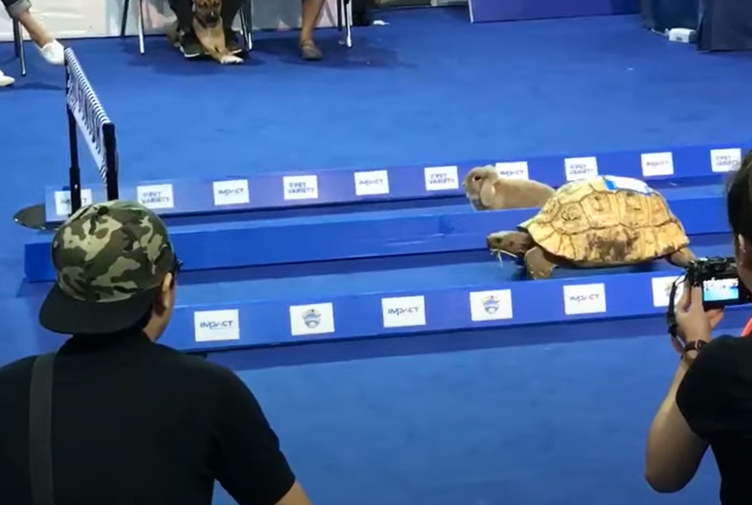 zajec, želva, tekma