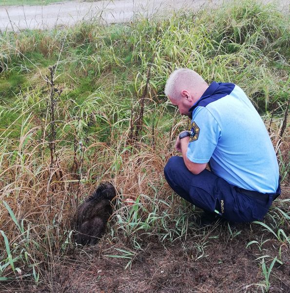 mladič divjega prašiča