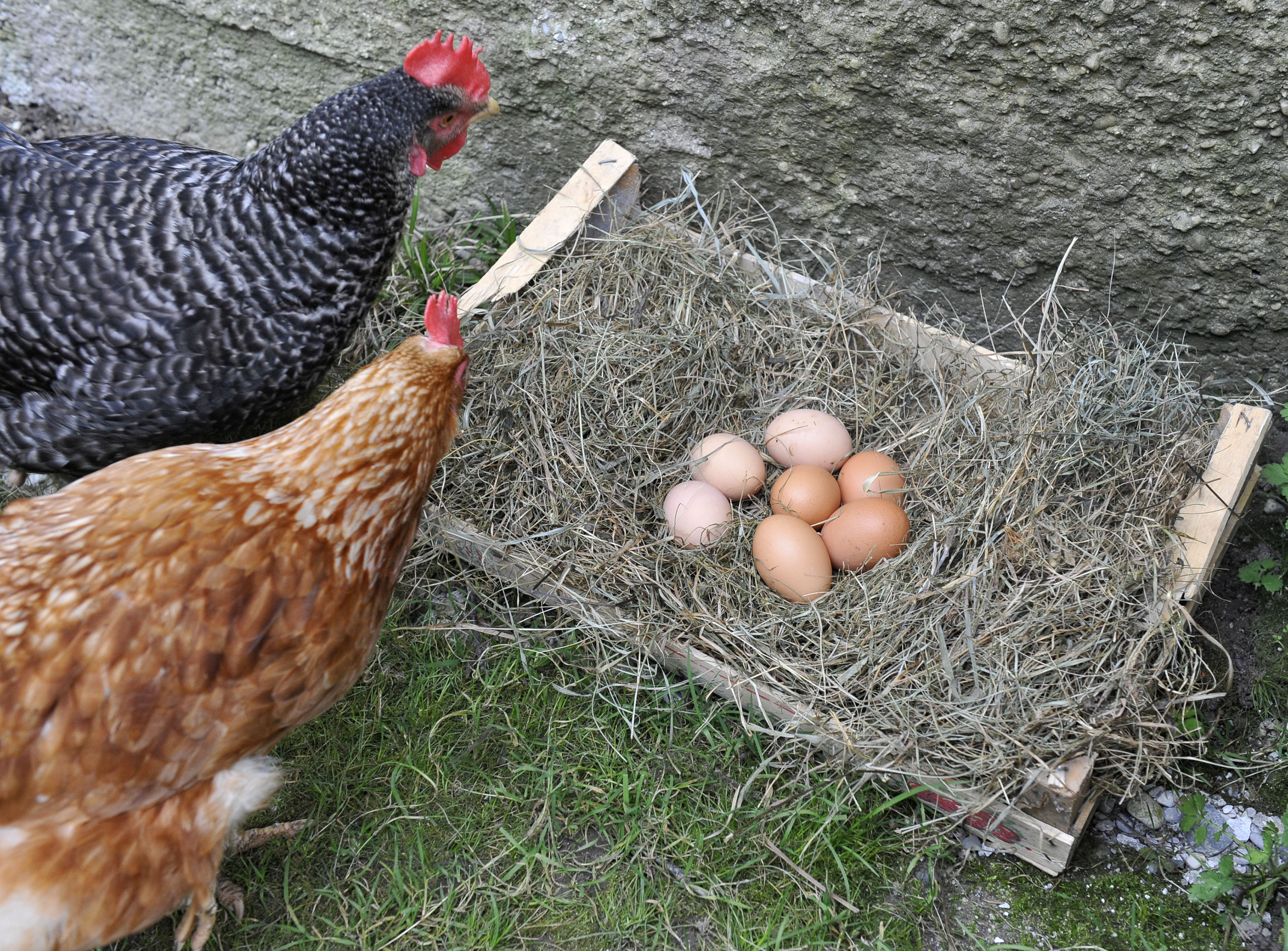 VELIKA NOC VELIKONOCNI PRAZNIKI PIRHI VELIKONOCNA JAJCA PRAZNIK