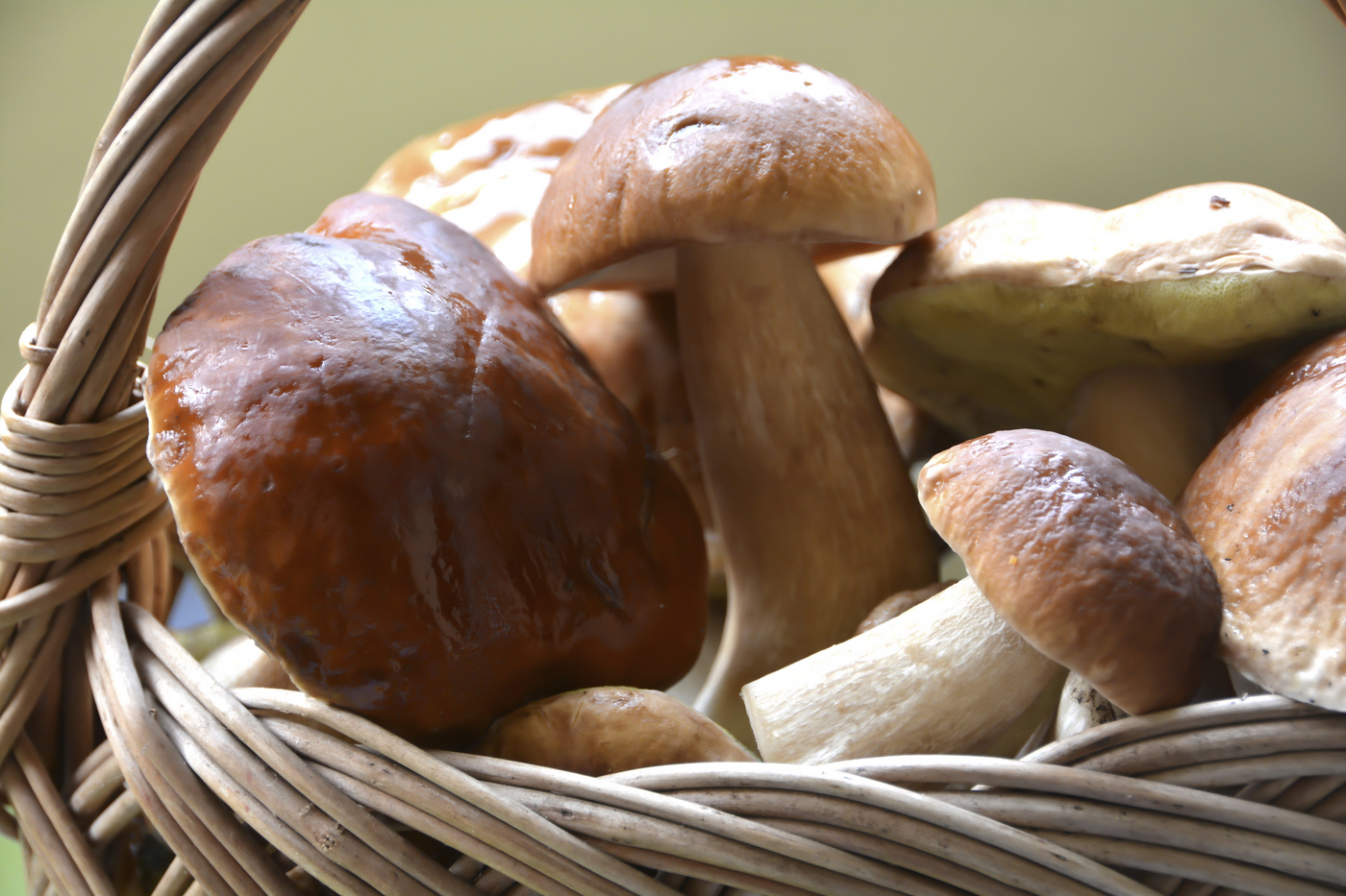 gobe, jurčki, košara