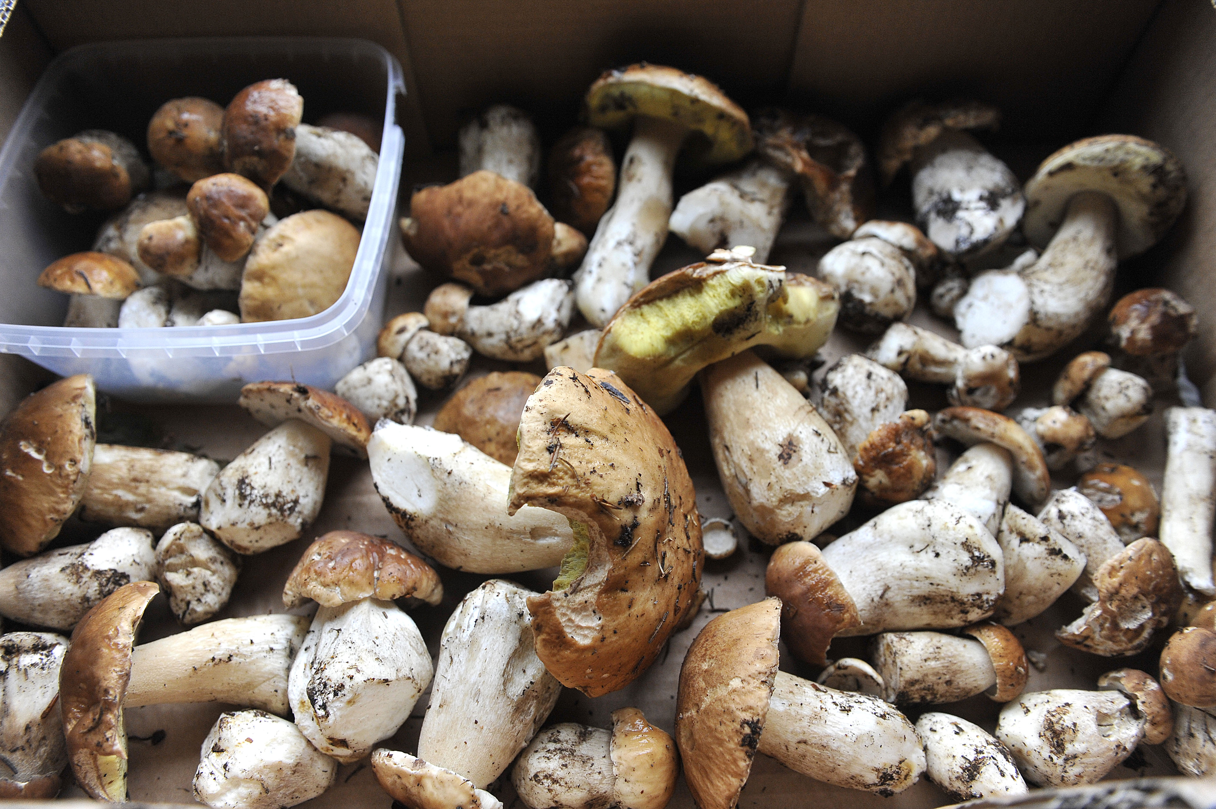 gobe, jurčki, jesen