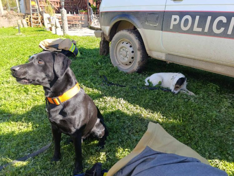 Psička Kapo in Boki sta del slovenske iskalne ekipe v Konjicu. (Foto: N1)