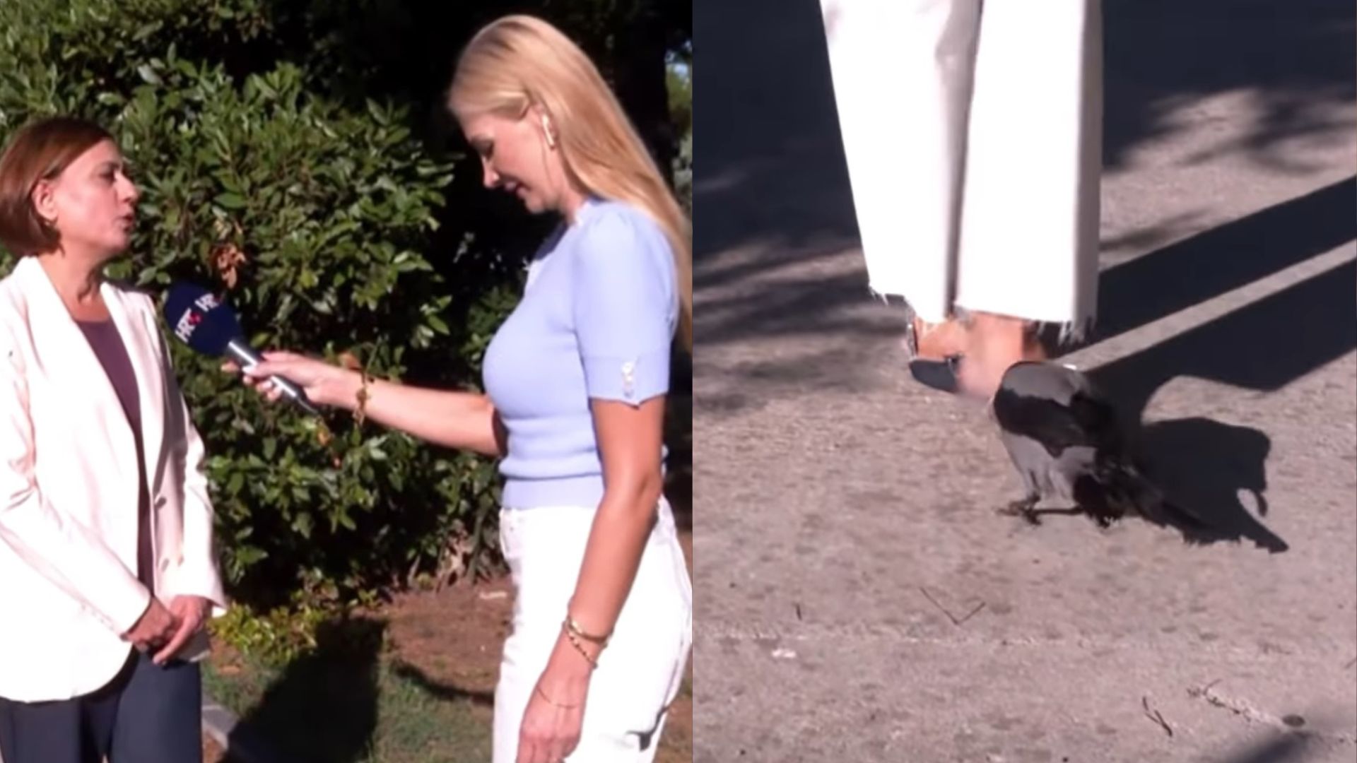 vrana, hrt, hrvaška novinarka