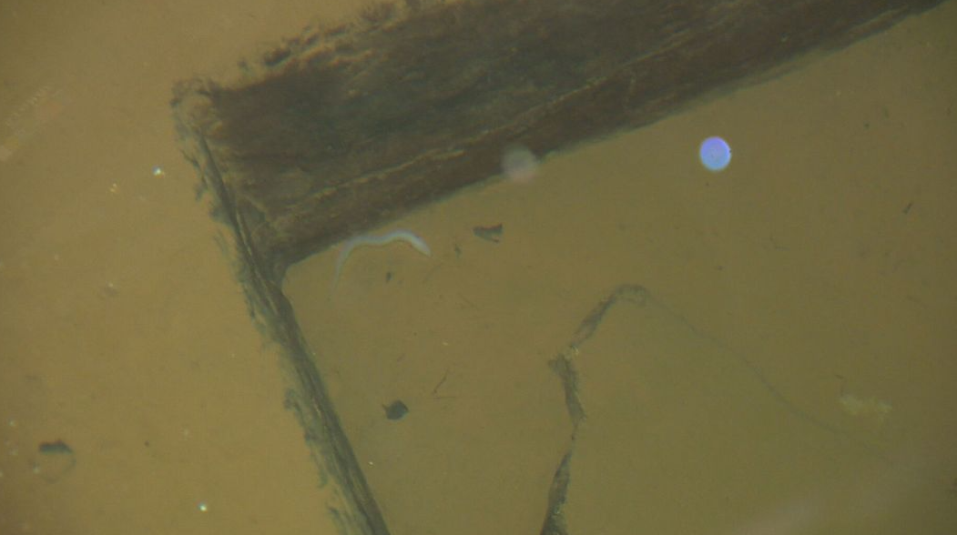 človeška ribica, pula