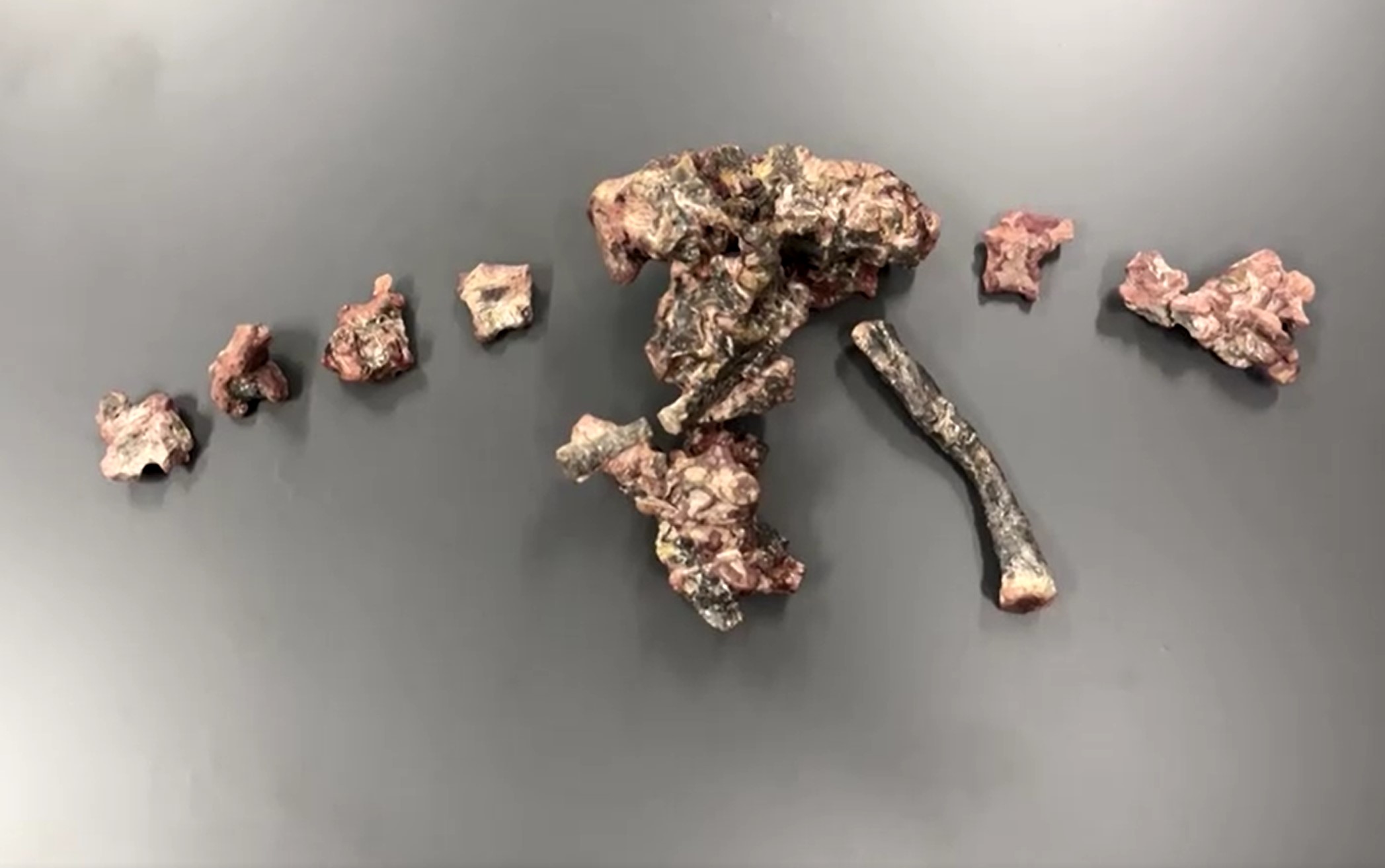 Deli okostja Gondwanax paraisensis (Foto: Zajem zaslona/REUTERS)