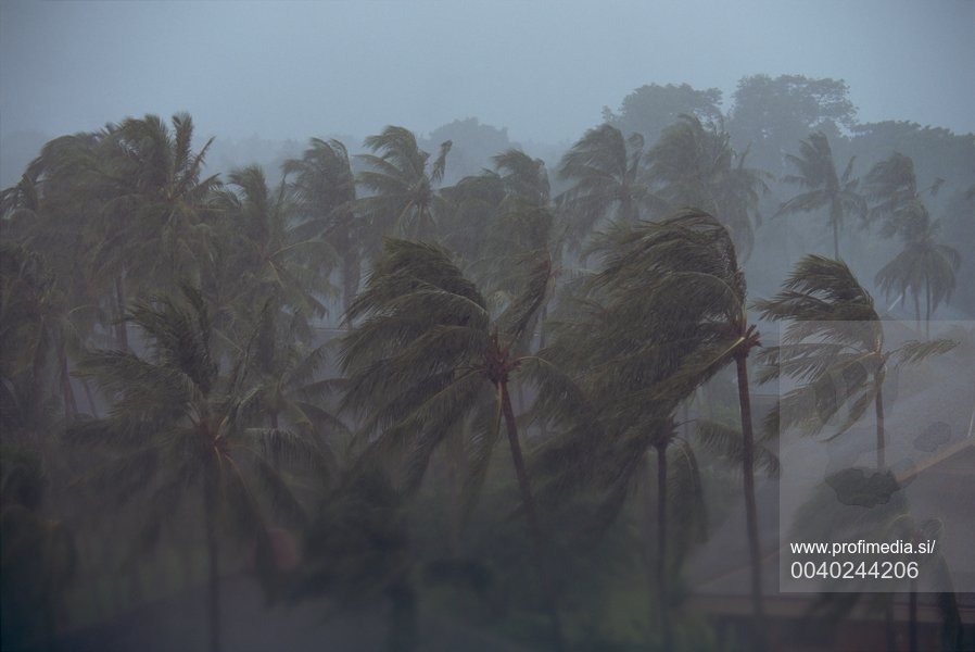 tropska nevihta, padavine, palme