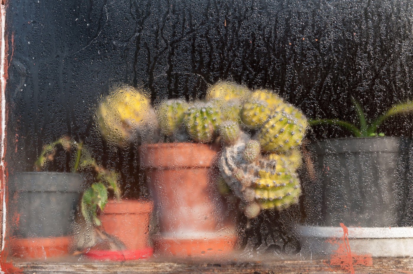 kondenzacija, rastline