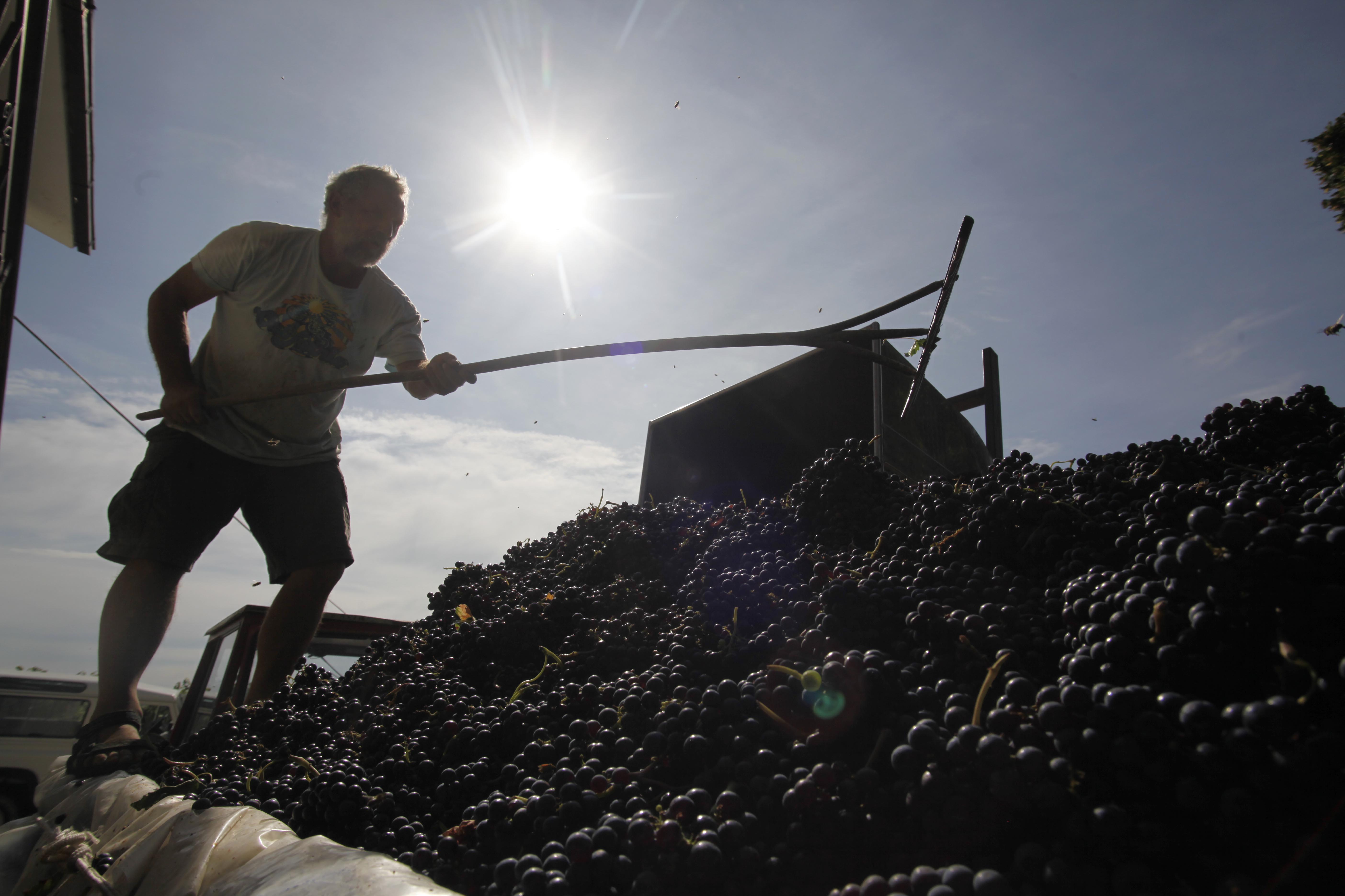 vino, grozdje, trgatev