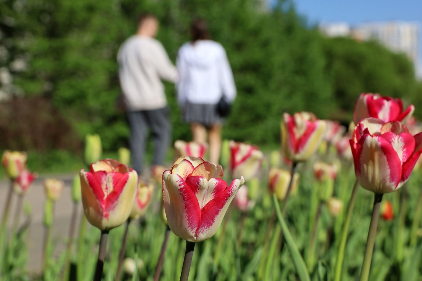 Red white tulips in spring city, defocused view to couple walking on a street in sunny day