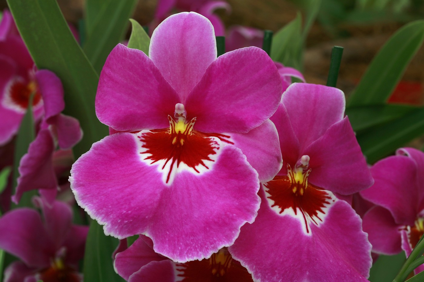 miltonia