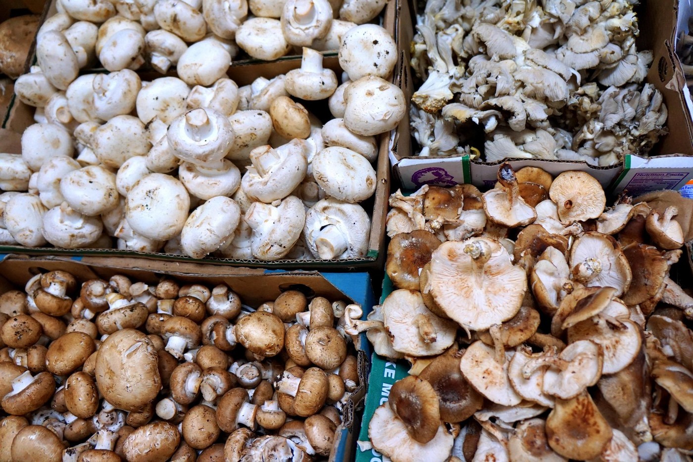 Variety of Mushrooms