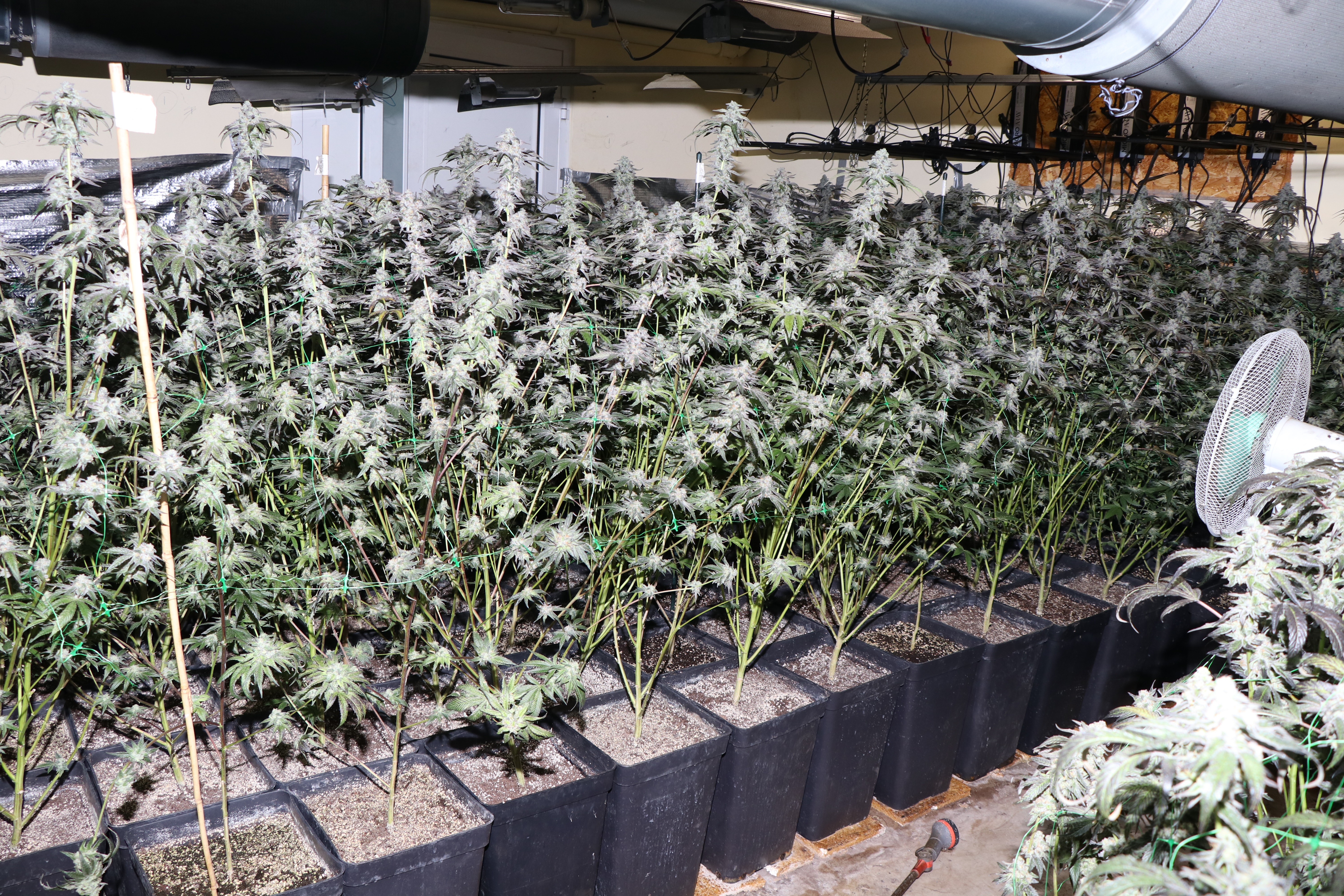 konoplja, preprodaja drog