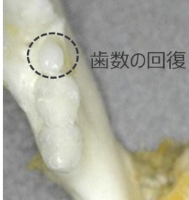 Nov zob, ki je zrasel pri miši