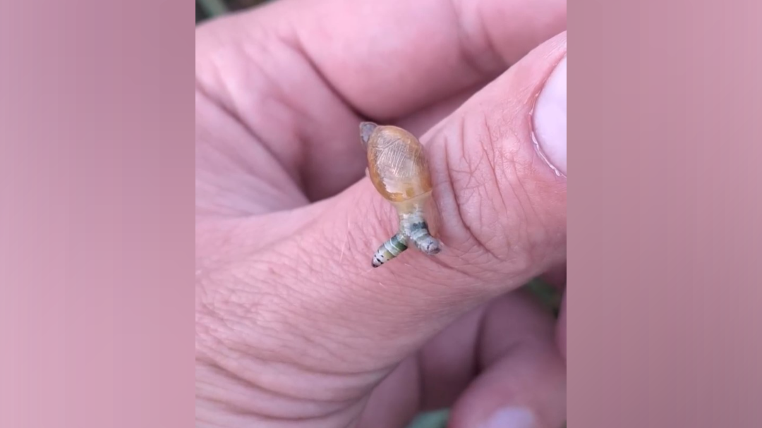 polž, navadna jantarica, zeleno progasti sesač, parazit, notranjski park