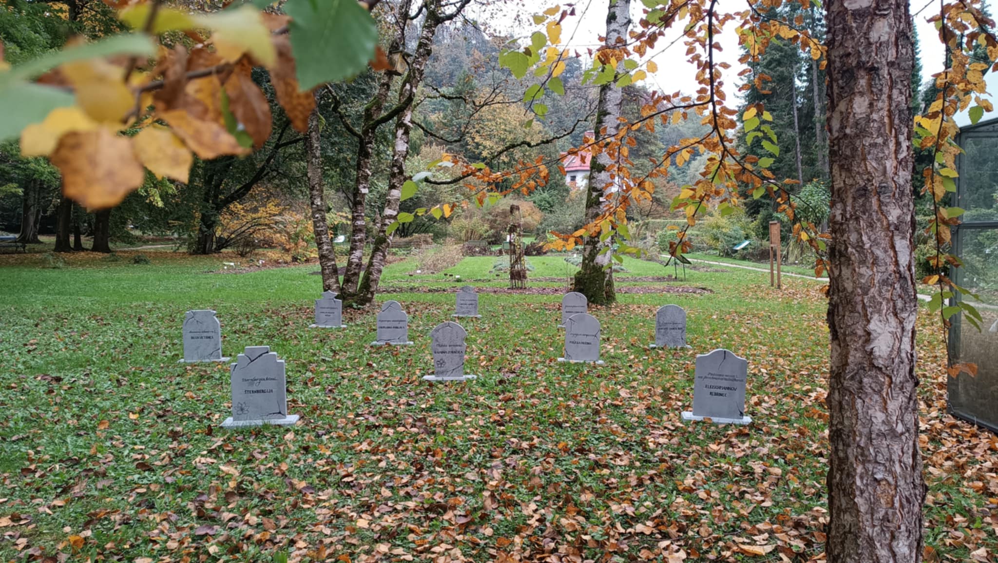botanični vrt ul, pokopališče izumrlih rastlin, izumrle rastline