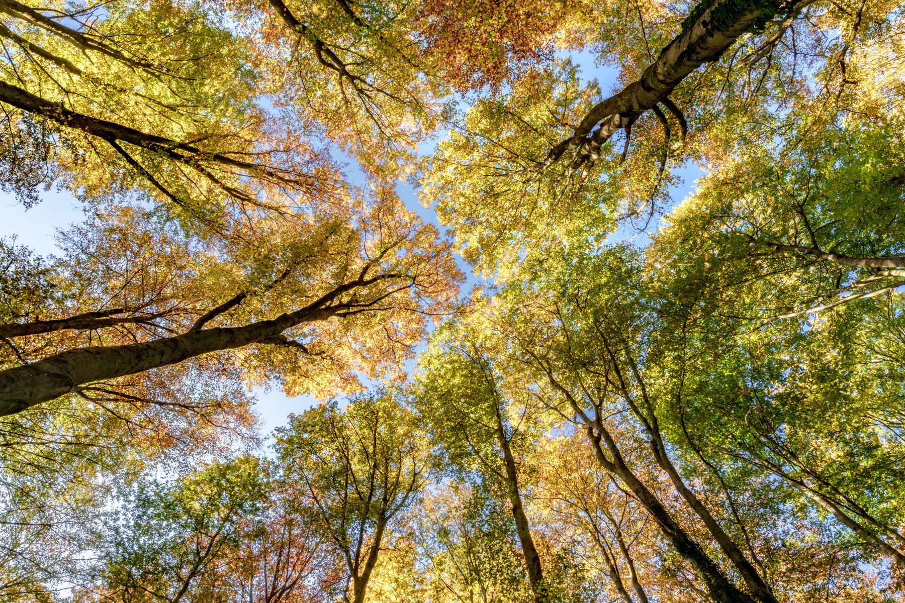 Drevesa, gozd, jesen