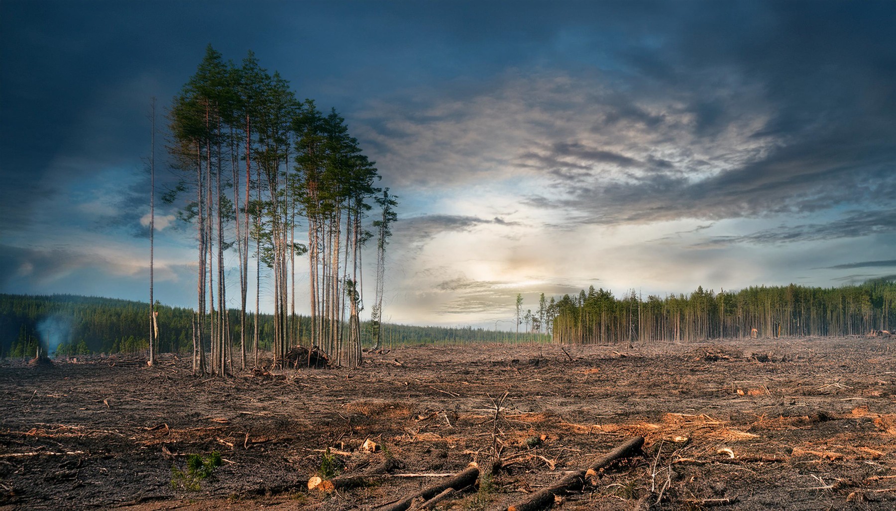 krčenje gozdov, deforestacija, gozd, drevesa