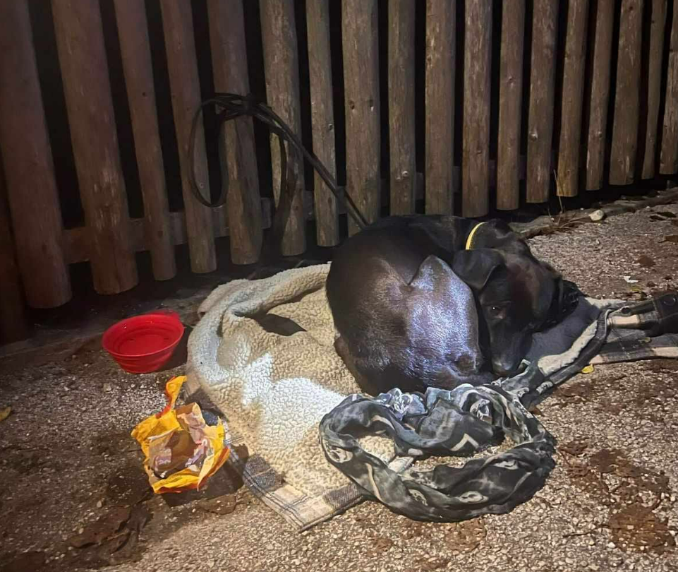 zapuščen pes, zavetišče horjul