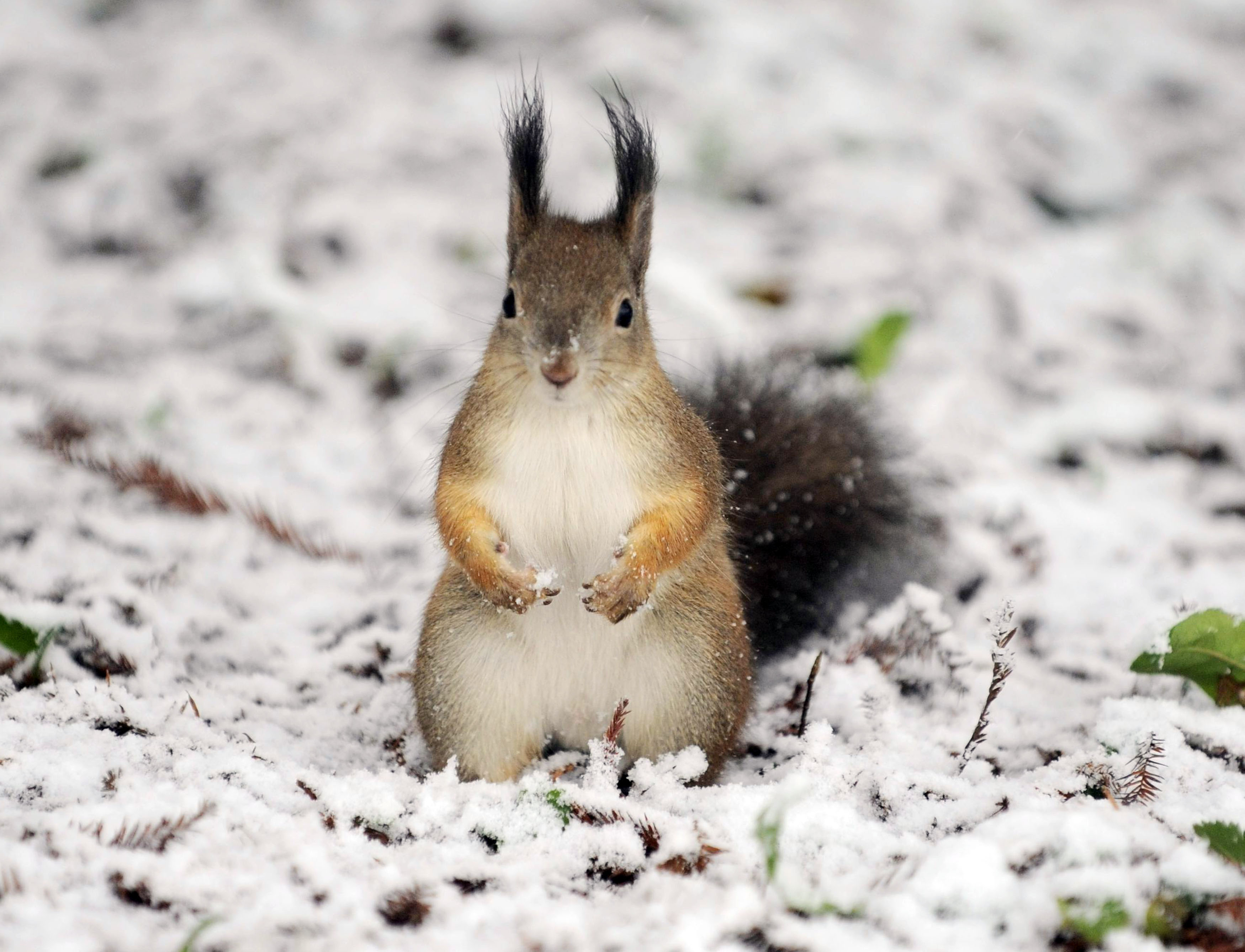 sneg, zima, veverica