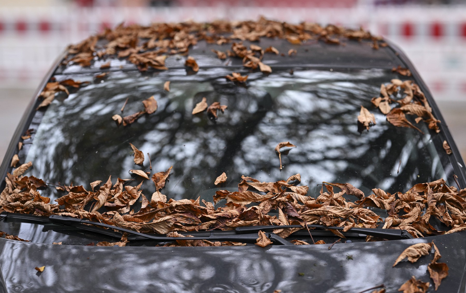 Avtomobil, Mokro listje