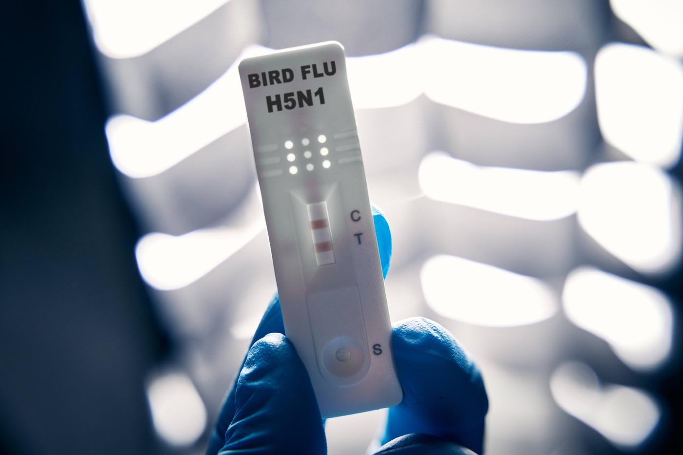 Test, ptičja gripa